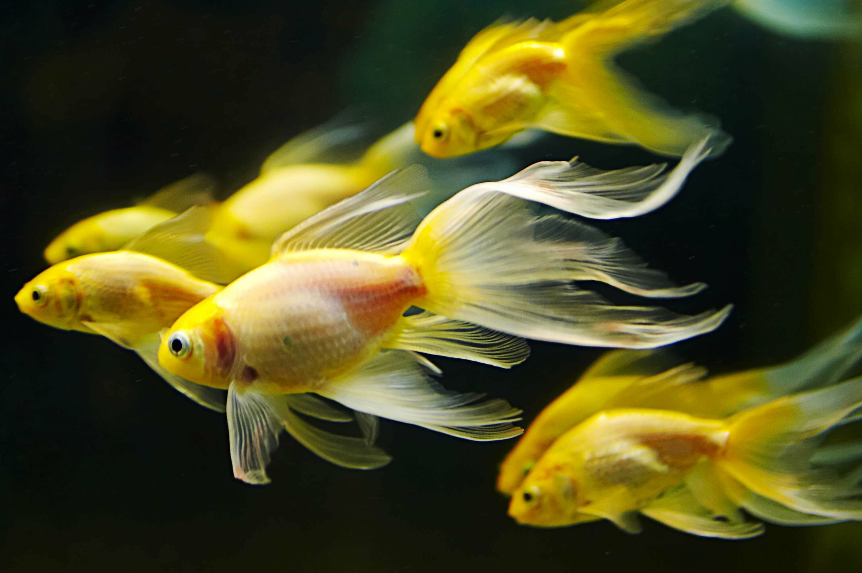 Goldfish, Fish Wallpaper, HD Desktop Goldfish, Fish Wallpaper, HD Desktop — 3000×1993 HD wallpaper