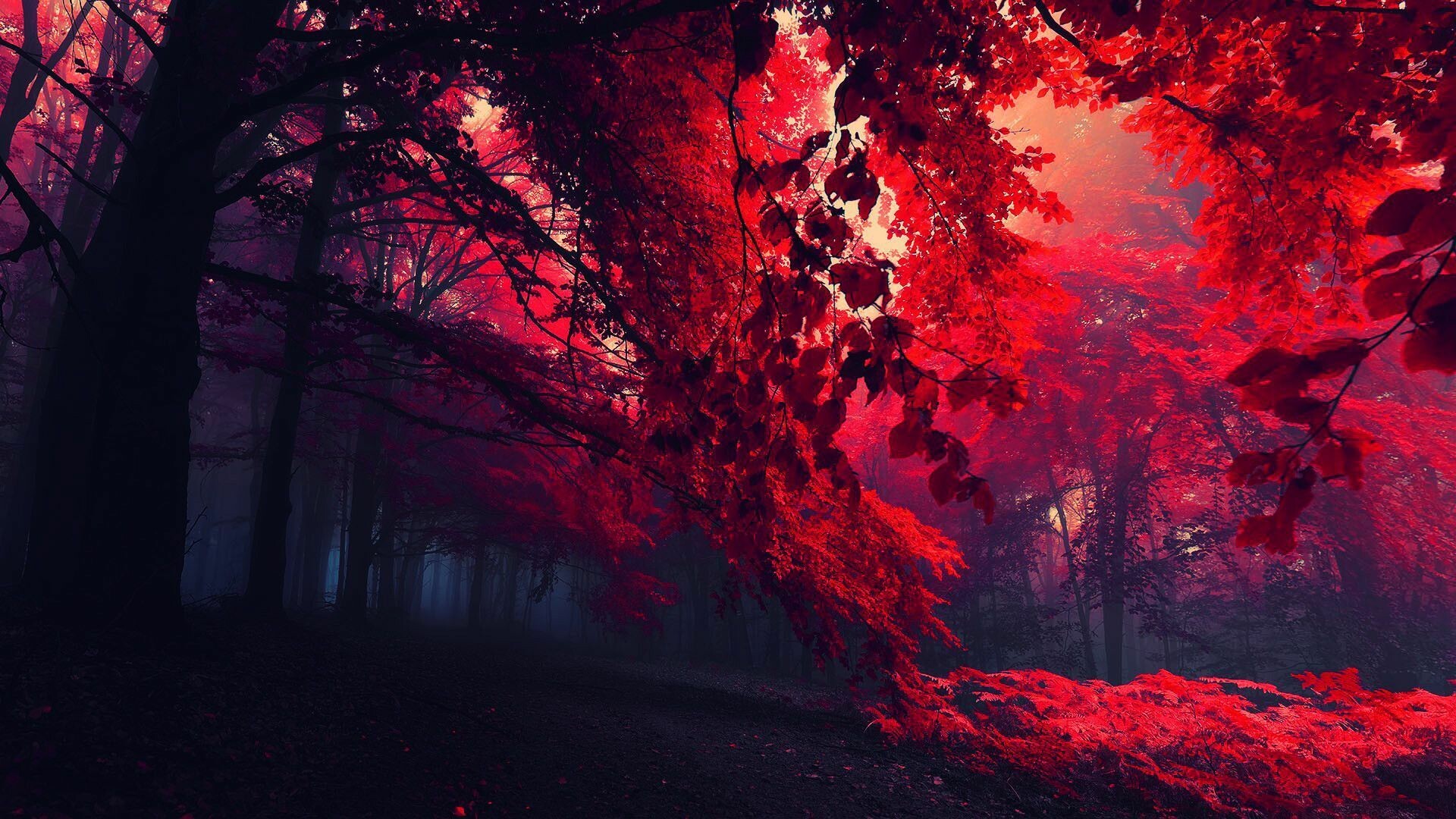 Red autumn foliage, Misty dark forest, Overhanging branches Red autumn foliage, Misty dark forest, Overhanging branches — 1920×1080 HD wallpaper