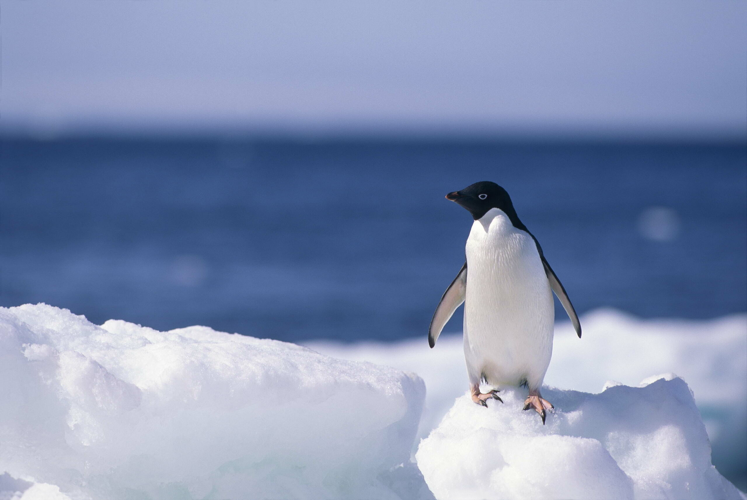 Baby, Penguins Wallpaper, HD Desktop Baby, Penguins Wallpaper, HD Desktop — 2560×1715 HD wallpaper