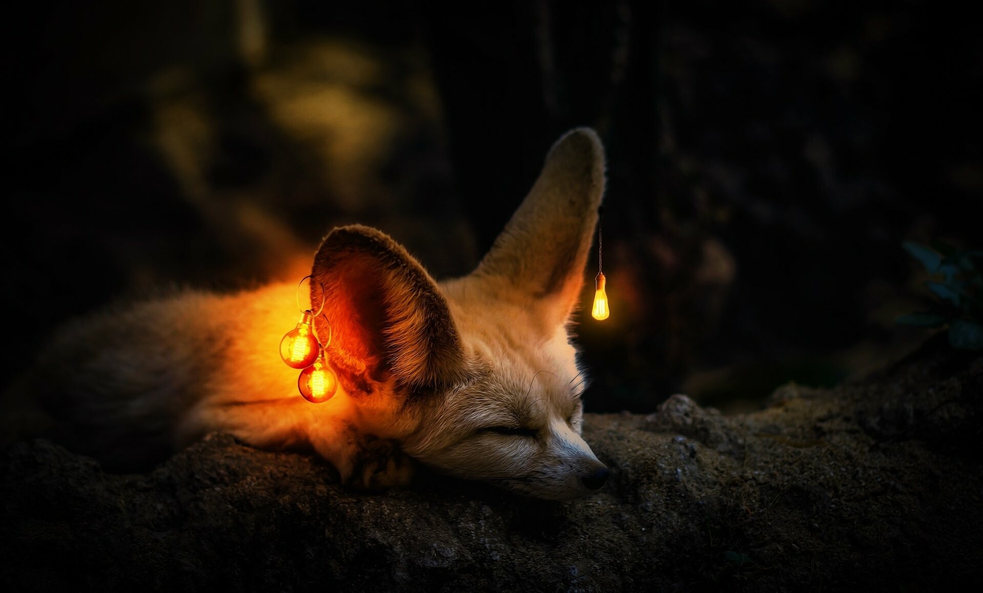 Sleeping fennec fox, Glowing string bulbs, Dark forest floor Sleeping fennec fox, Glowing string bulbs, Dark forest floor — 1920×1159 HD wallpaper