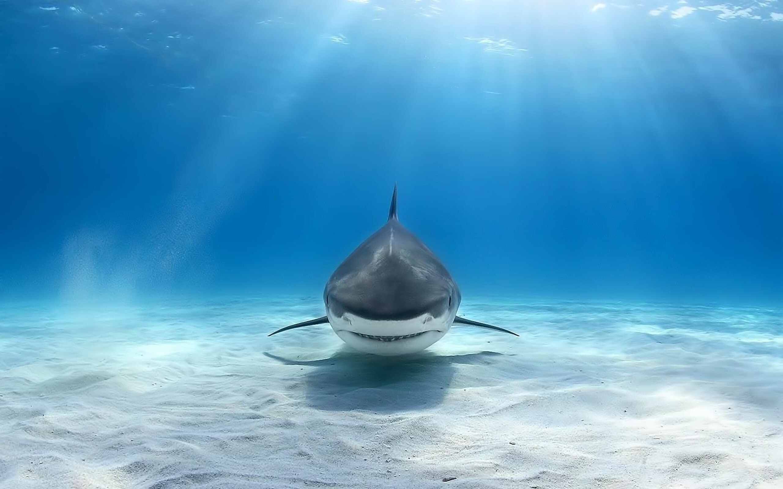 Tiger shark front view, Sunlight rays underwater, Sandy ocean floor Tiger shark front view, Sunlight rays underwater, Sandy ocean floor — 2560×1600 HD wallpaper