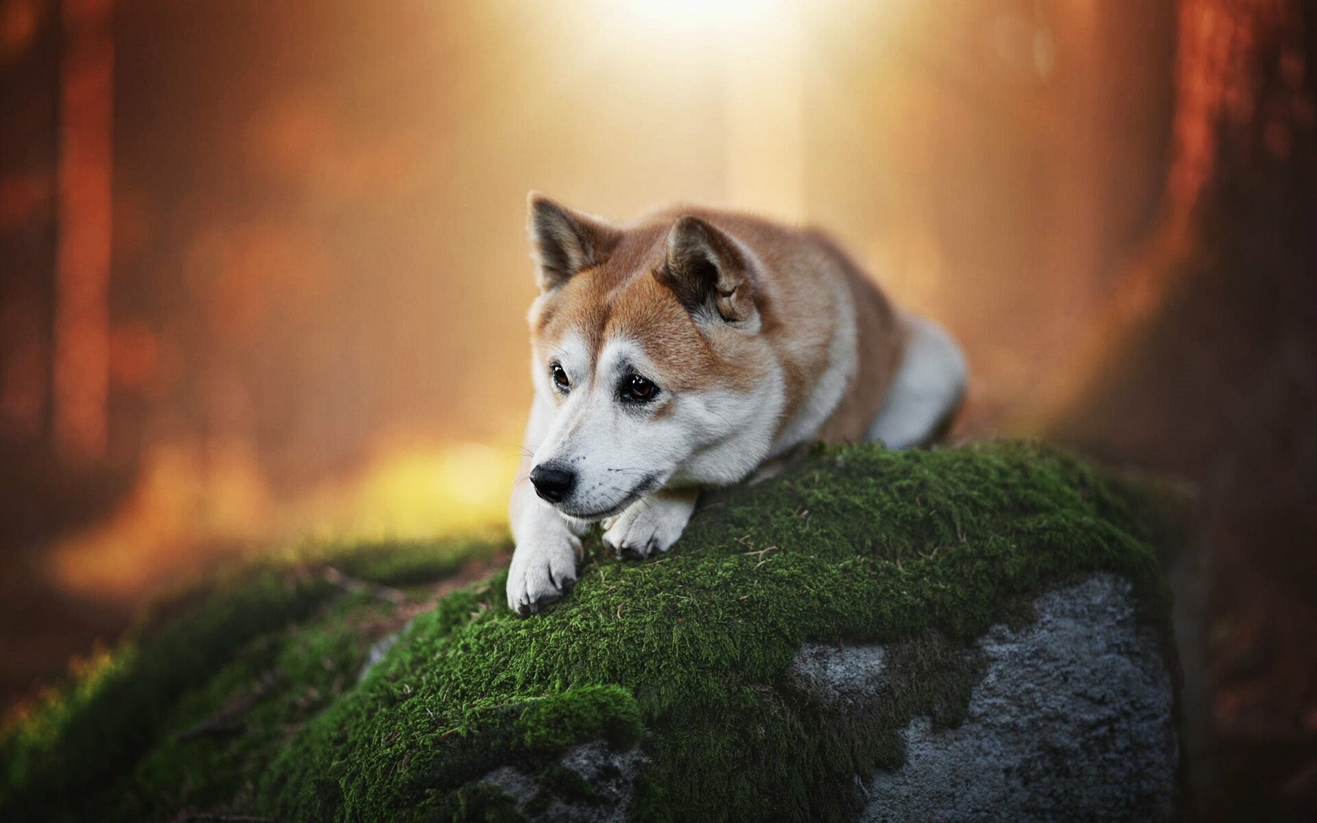 Shiba Inu, Mossy forest rock, Golden sunlight bokeh — 1920×1200 HD wallpaper