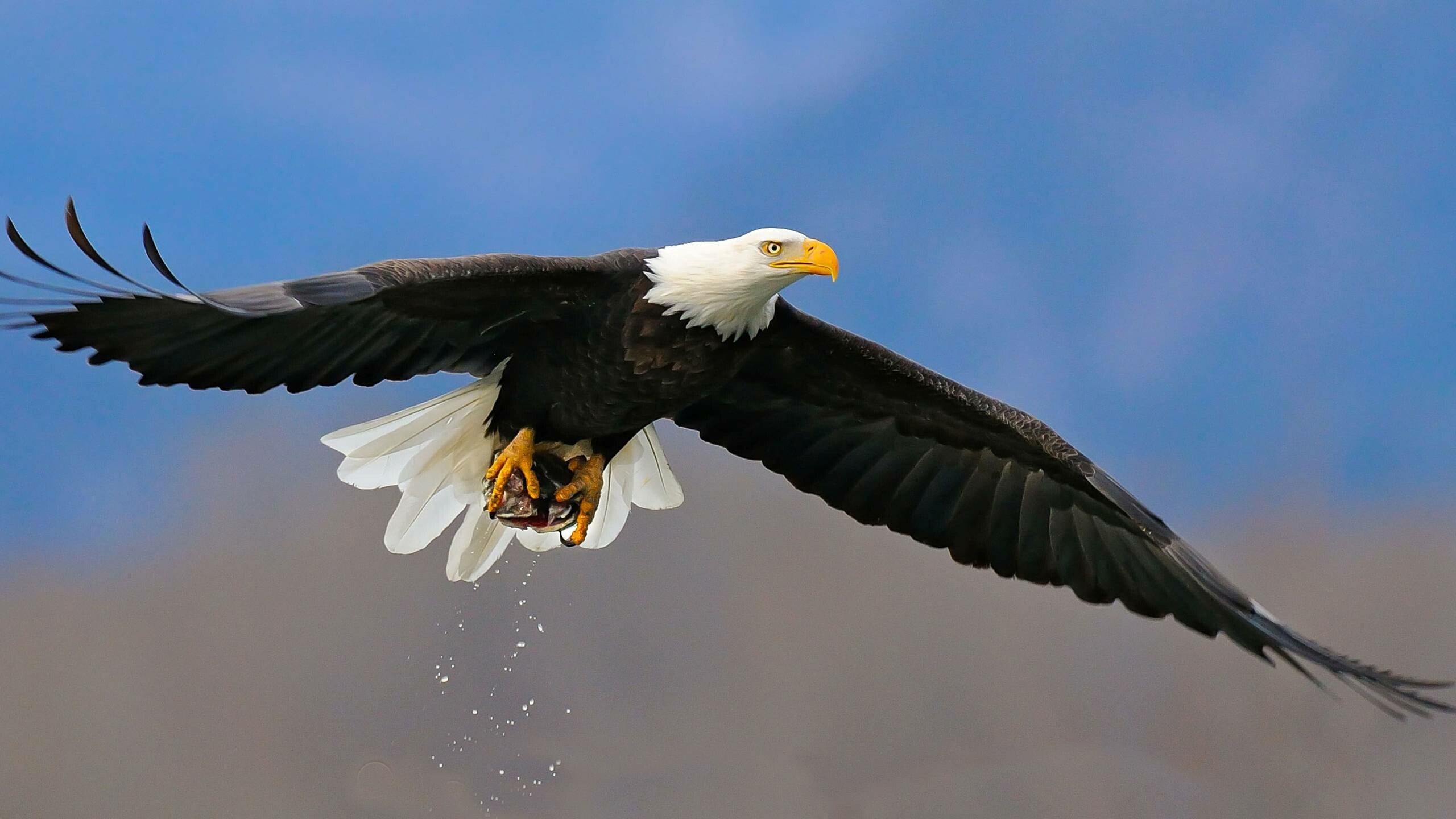 Bald eagle in flight, Fish clutched in talons, Dripping water droplets Bald eagle in flight, Fish clutched in talons, Dripping water droplets — 2560×1440 HD wallpaper