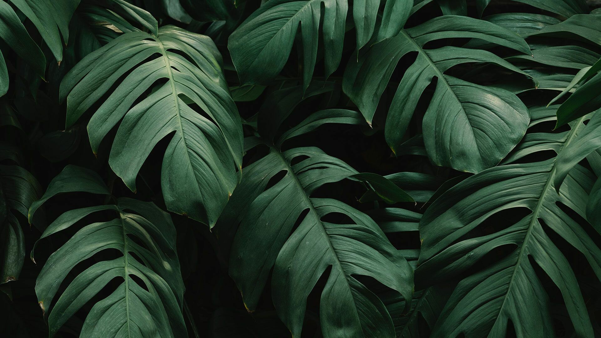 Monstera deliciosa leaves, Split-leaf foliage cluster, Dark green tropical plant Monstera deliciosa leaves, Split-leaf foliage cluster, Dark green tropical plant — 1920×1080 HD wallpaper