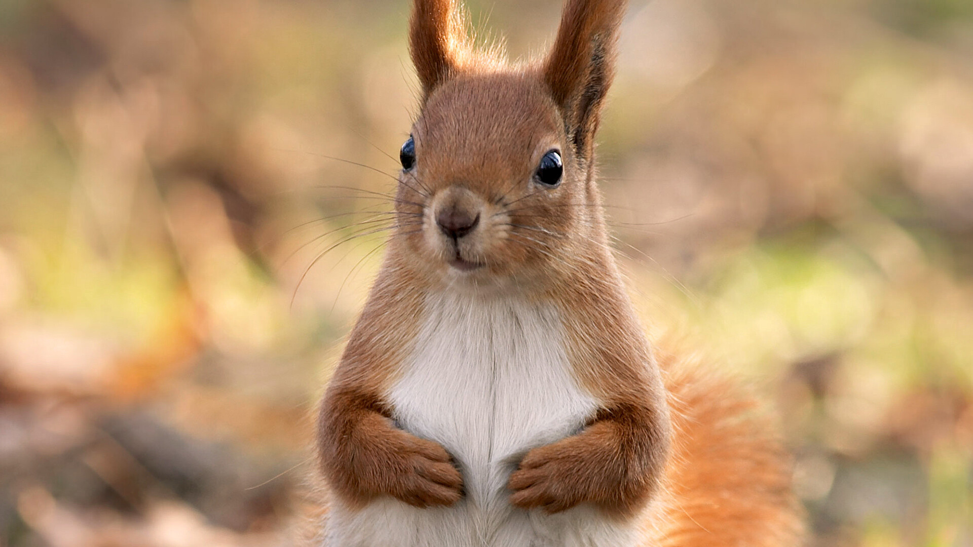 Eurasian red squirrel, Tufted ears closeup, Blurred forest floor Eurasian red squirrel, Tufted ears closeup, Blurred forest floor — 1920×1080 HD wallpaper