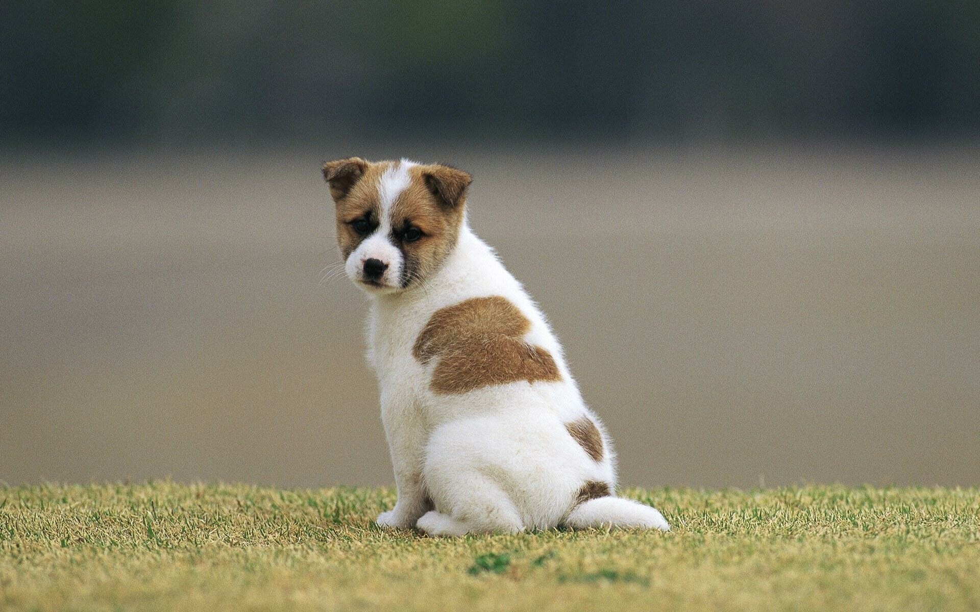 Norrbottenspets, Puppies Wallpaper, HD Desktop Norrbottenspets, Puppies Wallpaper, HD Desktop — 1920×1200 HD wallpaper