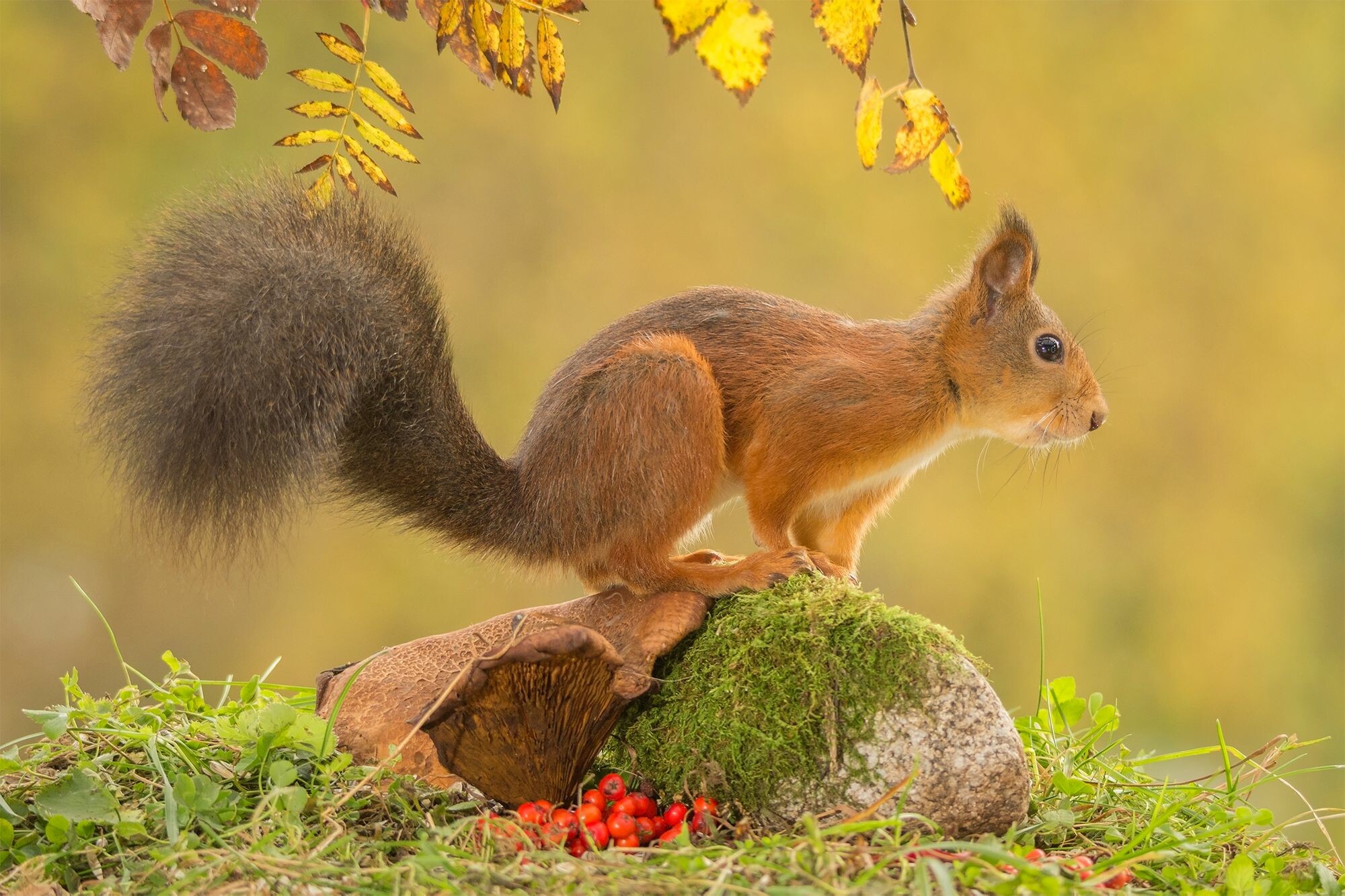 Eurasian red squirrel, Mossy stone and mushroom, Autumn rowan leaves Eurasian red squirrel, Mossy stone and mushroom, Autumn rowan leaves — 2000×1333 HD wallpaper