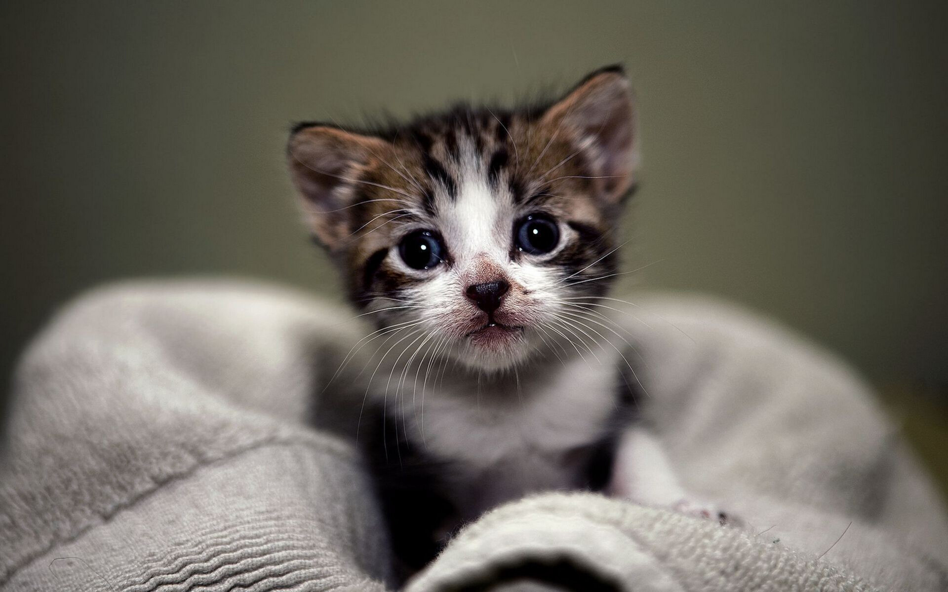 Tabby and white kitten, Gray fabric blanket, Blurred green background Tabby and white kitten, Gray fabric blanket, Blurred green background — 1920×1200 HD wallpaper