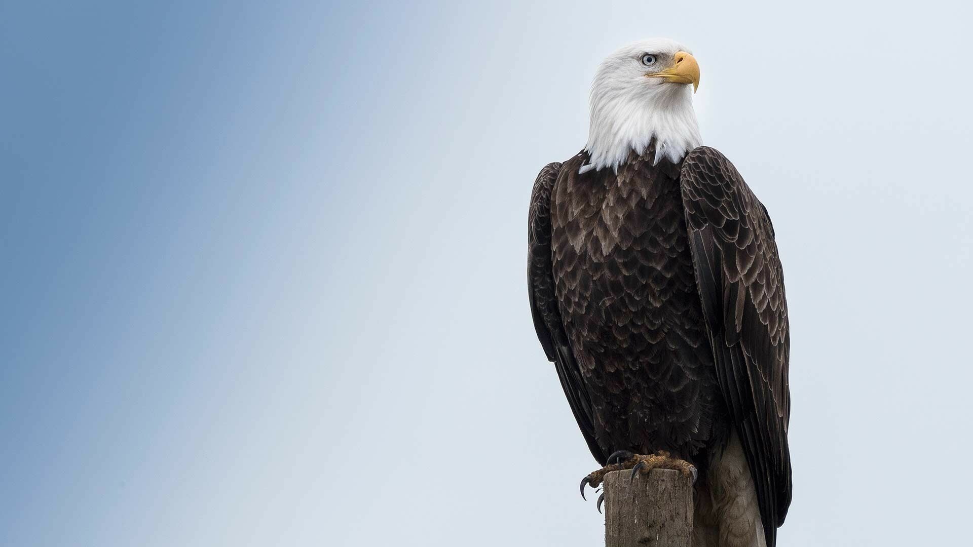 Bald eagle perched, Wooden post top, Pale blue sky Bald eagle perched, Wooden post top, Pale blue sky — 1920×1080 HD wallpaper