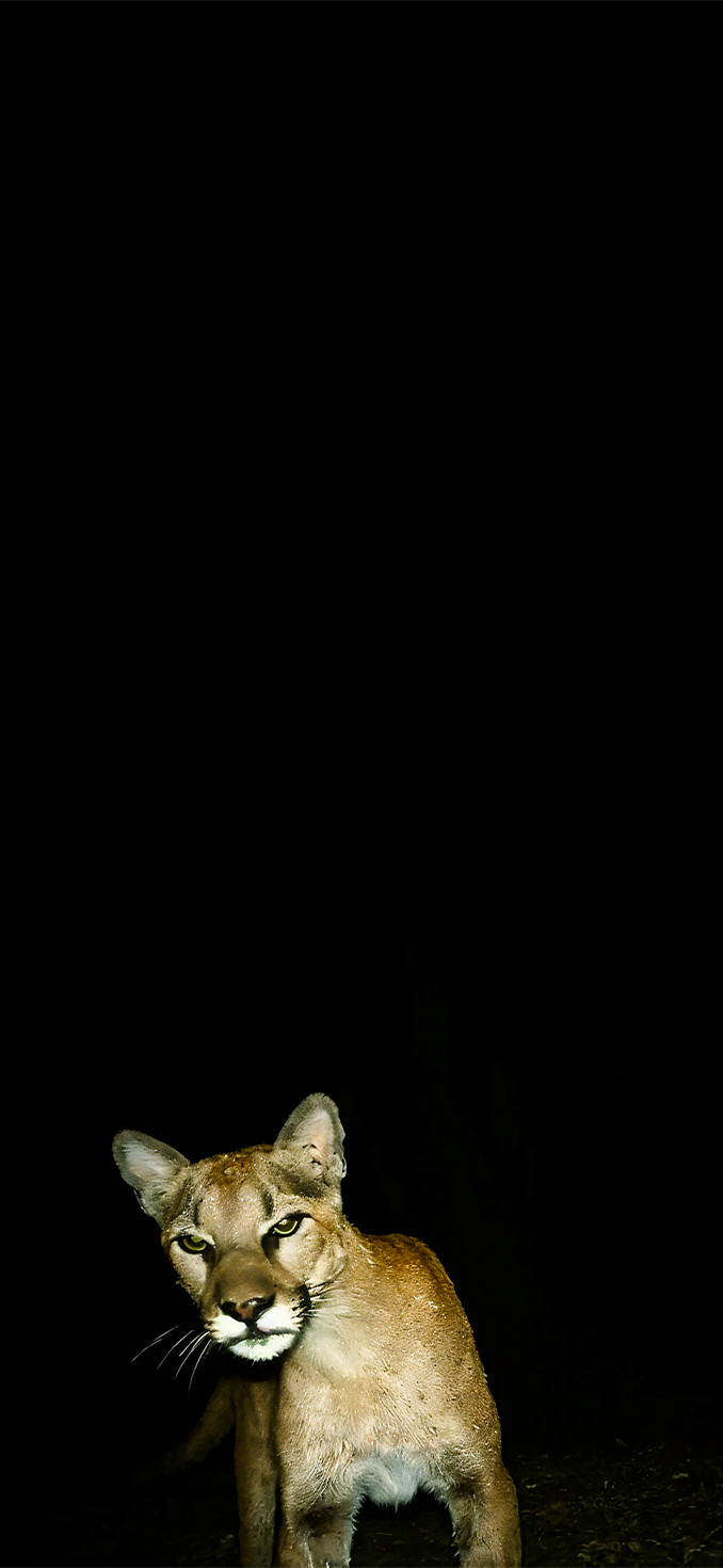 Wild Puma Dark Area Animal Meme Wild Puma Dark Area Animal Meme — 678×1470 HD wallpaper