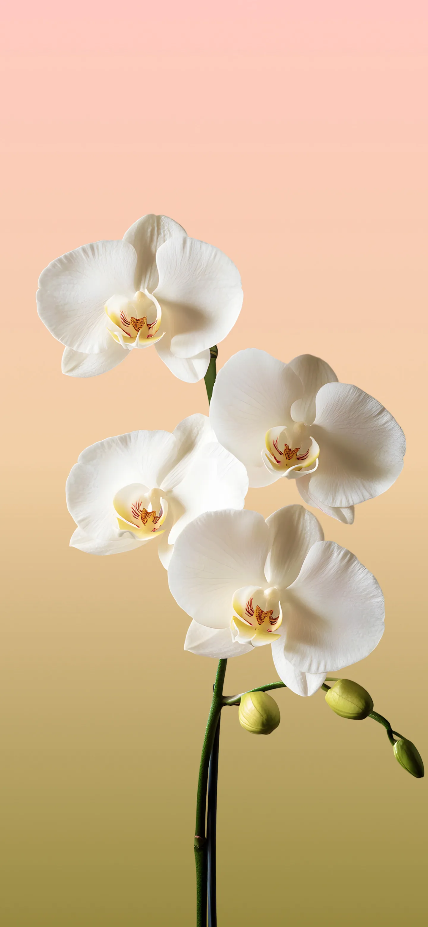White Phalaenopsis 4K Wallpaper White Phalaenopsis 4K Wallpaper — 1440×3120 HD wallpaper