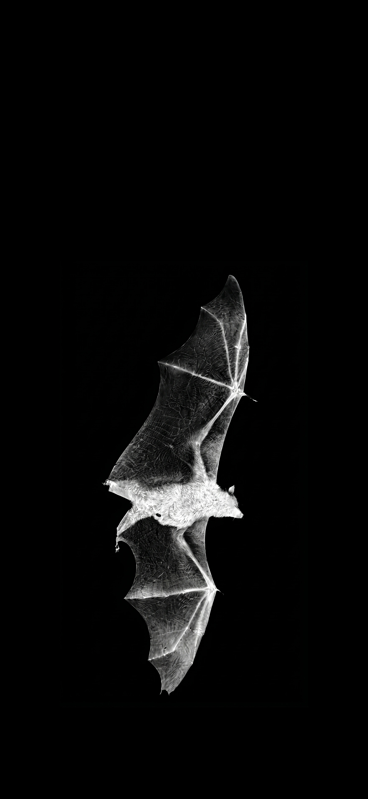 Ethereal Flying Bat Wallpaper Ethereal Flying Bat Wallpaper — 1179×2556 HD wallpaper