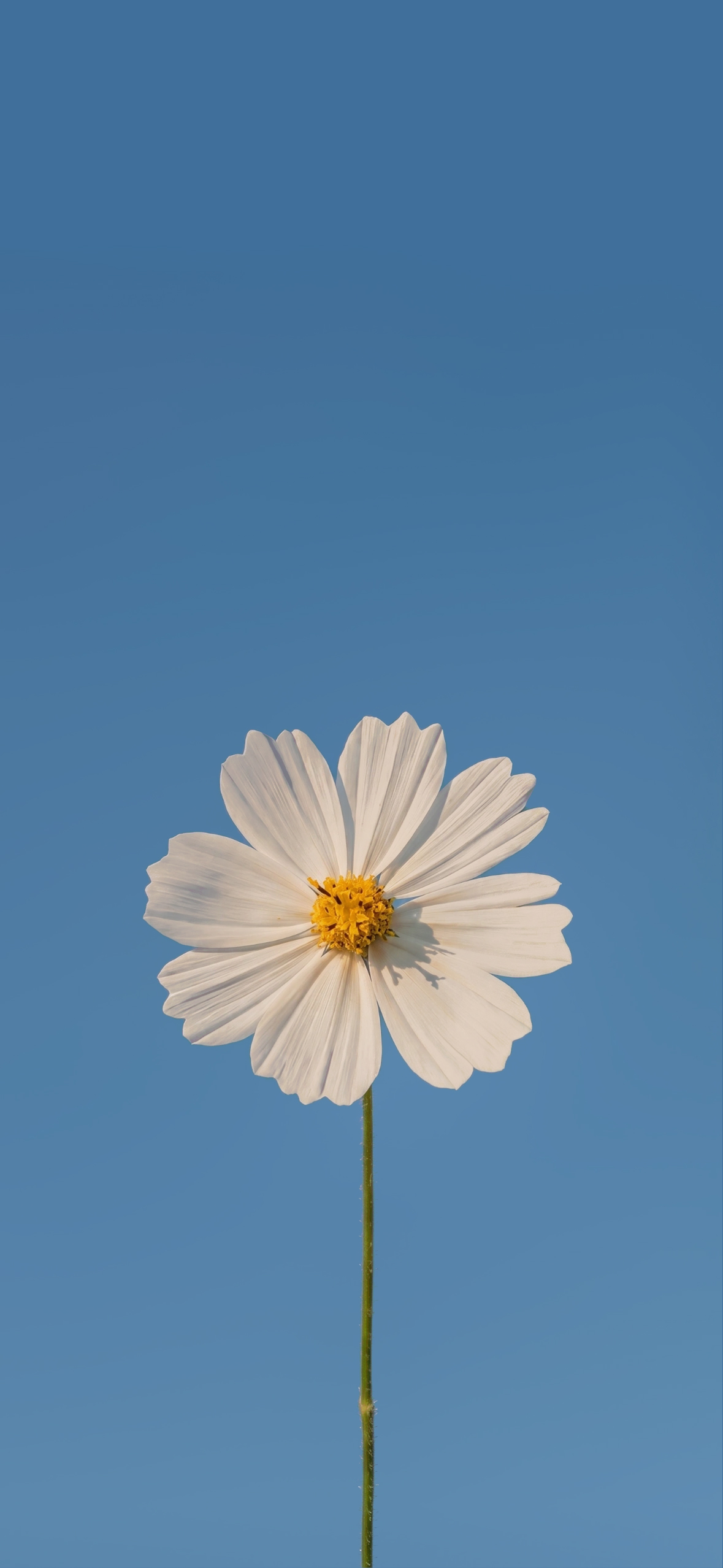 White Cosmos Sky Wallpaper White Cosmos Sky Wallpaper — 1179×2556 HD wallpaper