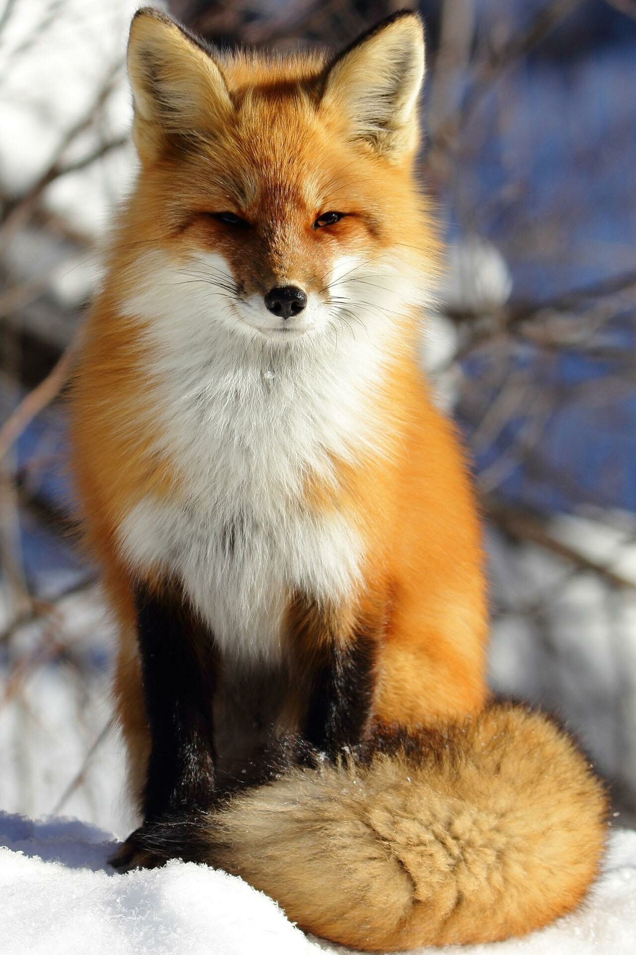 Red fox sitting, Bushy tail snow, Bare winter branches Red fox sitting, Bushy tail snow, Bare winter branches — 1280×1920 HD wallpaper