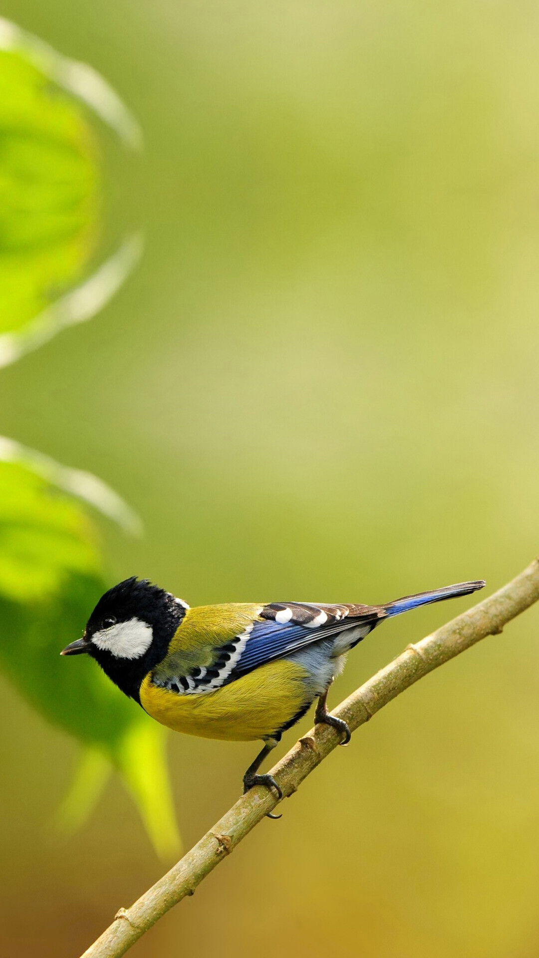 Great tit, Perched on branch, Blurred green foliage Great tit, Perched on branch, Blurred green foliage — 1080×1920 HD wallpaper