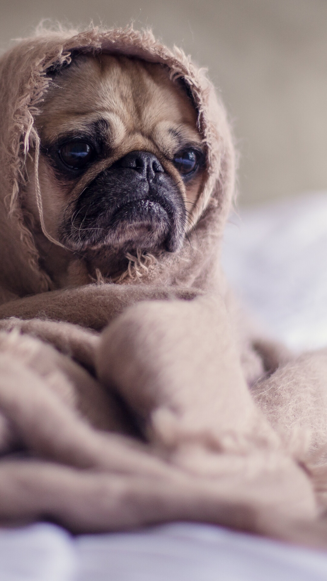 Pug, Wrapped in blanket, Hooded sad face Pug, Wrapped in blanket, Hooded sad face — 1080×1920 HD wallpaper