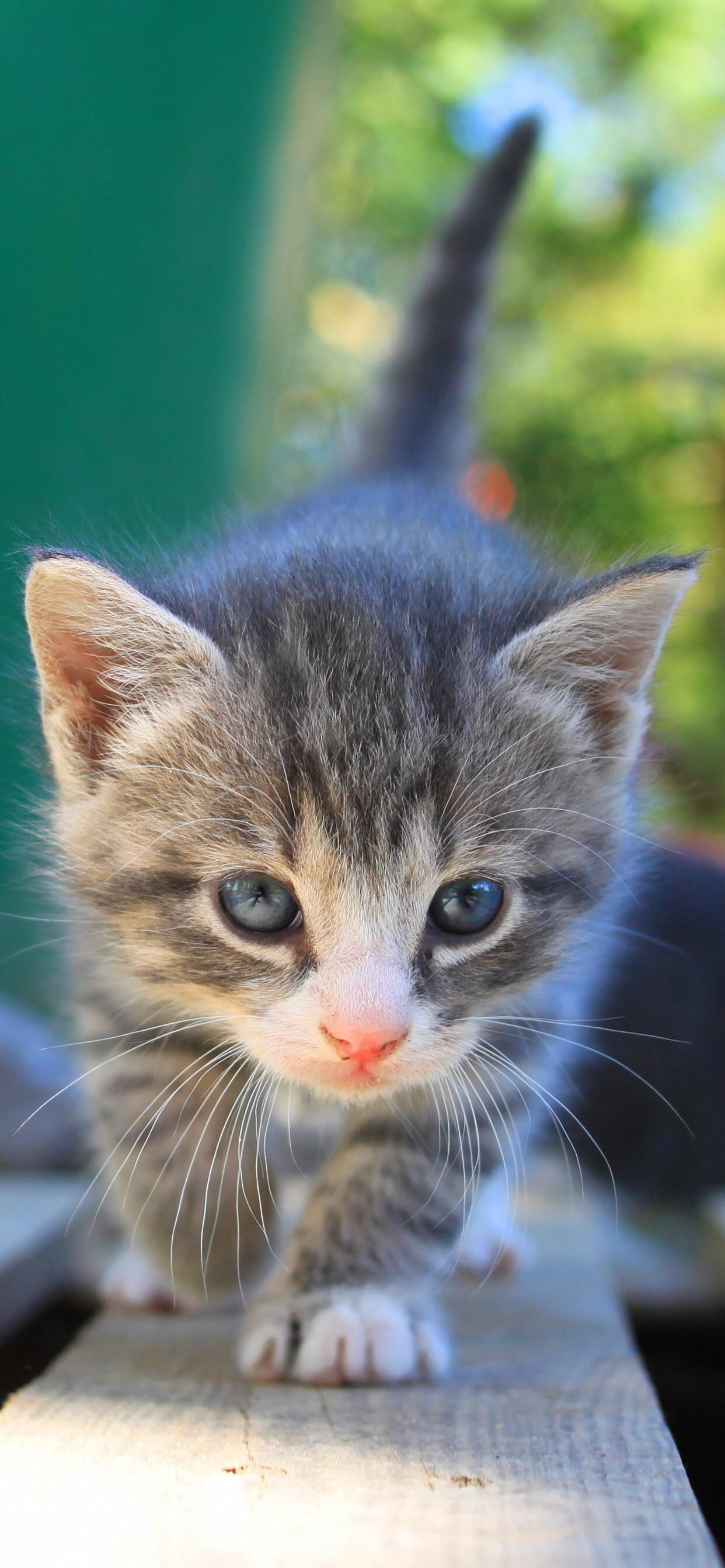Grey tabby kitten, Knit beanie hat, Close-up portrait Grey tabby kitten, Knit beanie hat, Close-up portrait — 1242×2688 HD wallpaper