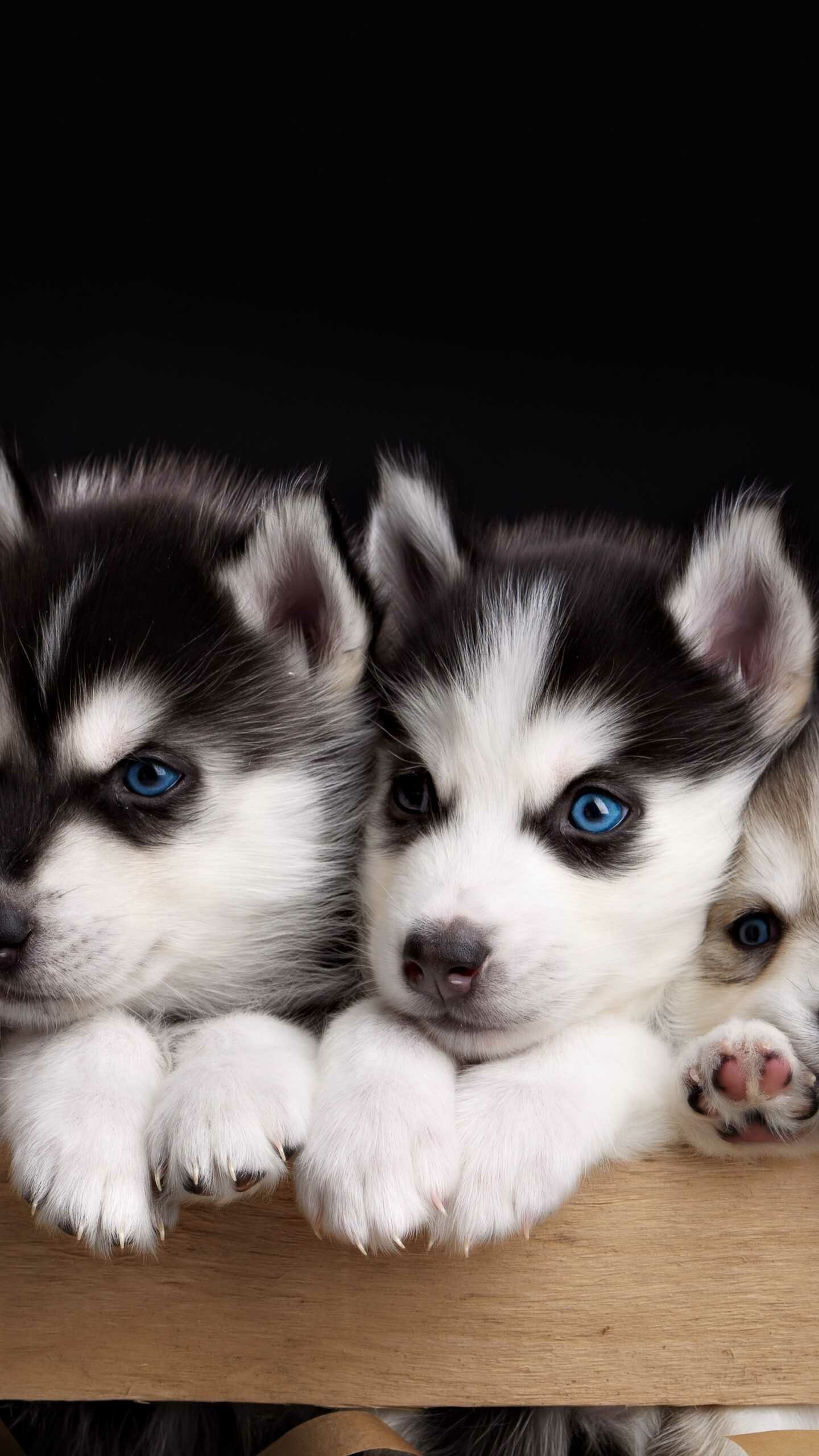 Siberian Husky puppies, Blue eyes, Wooden box Siberian Husky puppies, Blue eyes, Wooden box — 1440×2560 HD wallpaper