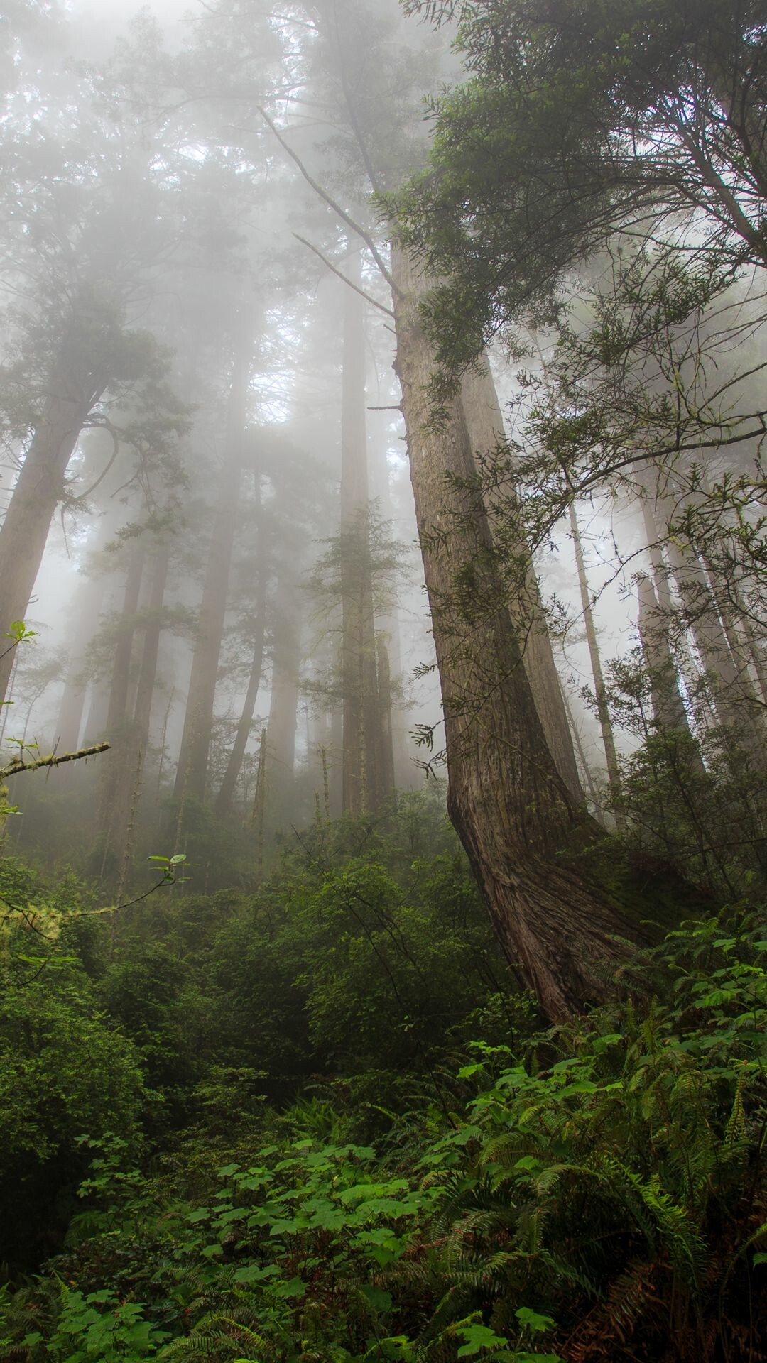 Towering redwood trees, Misty forest understory, Dense green ferns Towering redwood trees, Misty forest understory, Dense green ferns — 1080×1920 HD wallpaper