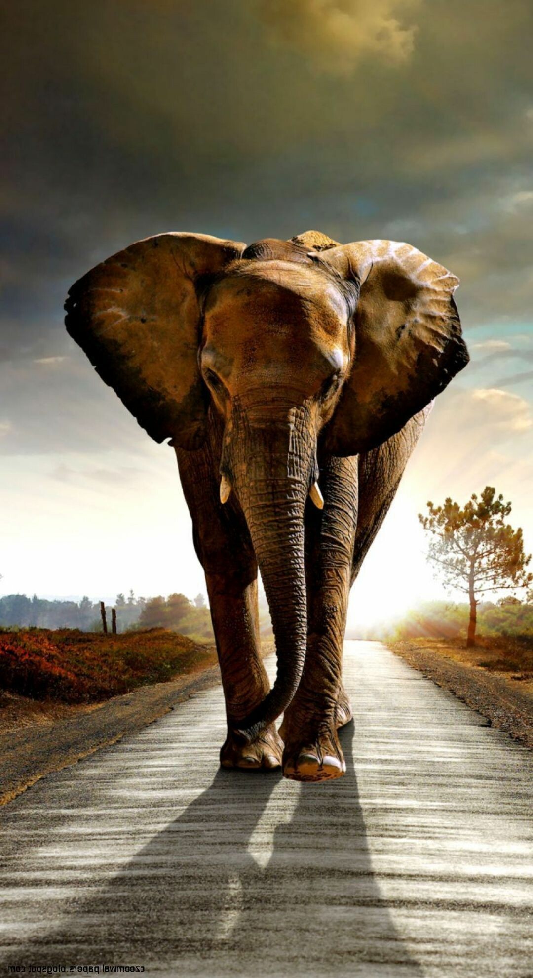 African elephant walking, Empty rural road, Sunset cloudy sky African elephant walking, Empty rural road, Sunset cloudy sky — 1080×1980 HD wallpaper