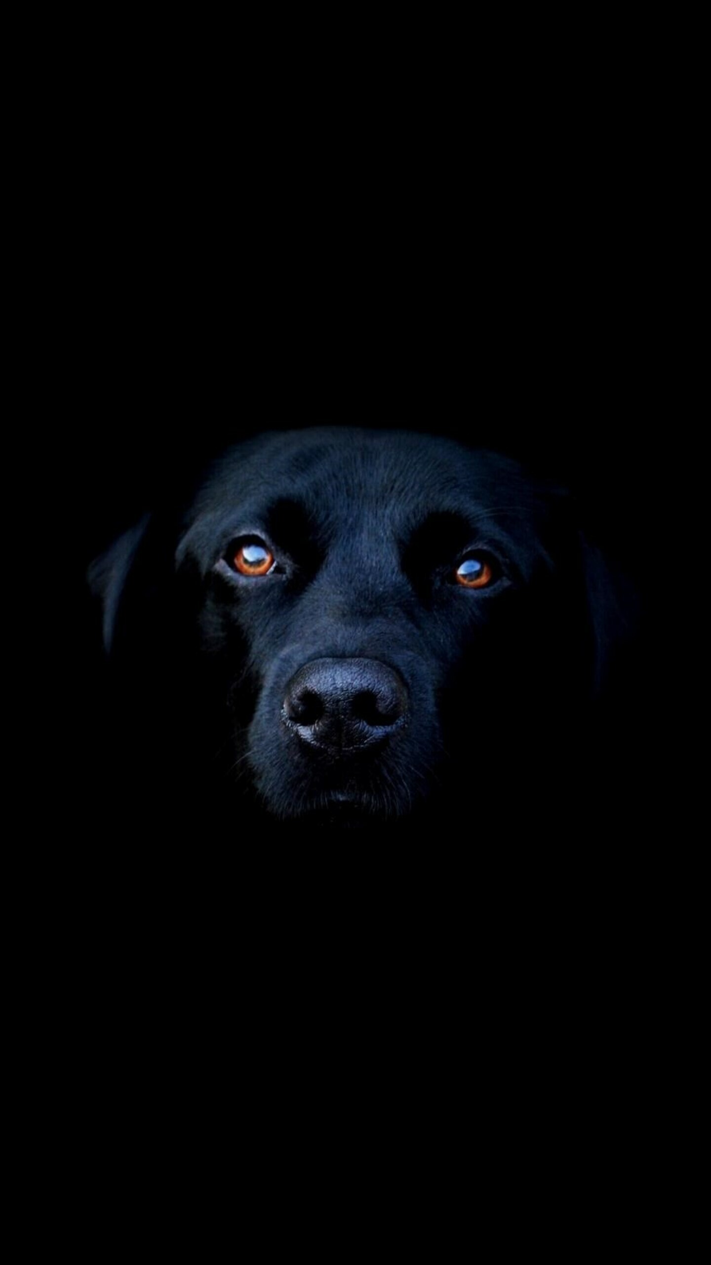 Black Labrador face, Amber eyes, Pitch-black background Black Labrador face, Amber eyes, Pitch-black background — 1440×2560 HD wallpaper