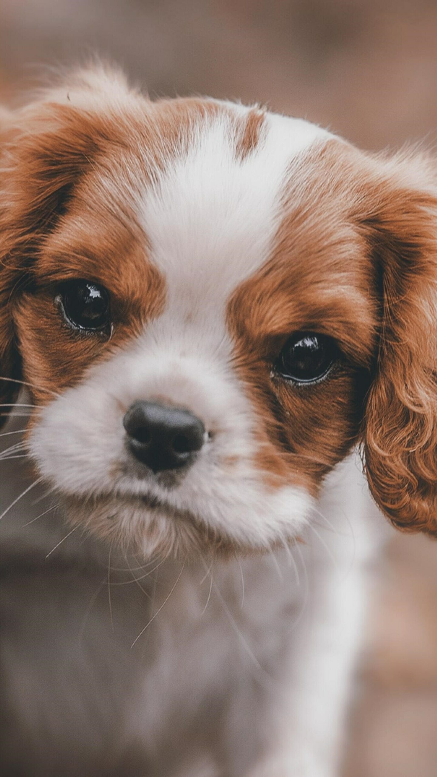 King Charles Spaniel, Puppies Wallpaper, HD Phone King Charles Spaniel, Puppies Wallpaper, HD Phone — 1440×2560 HD wallpaper