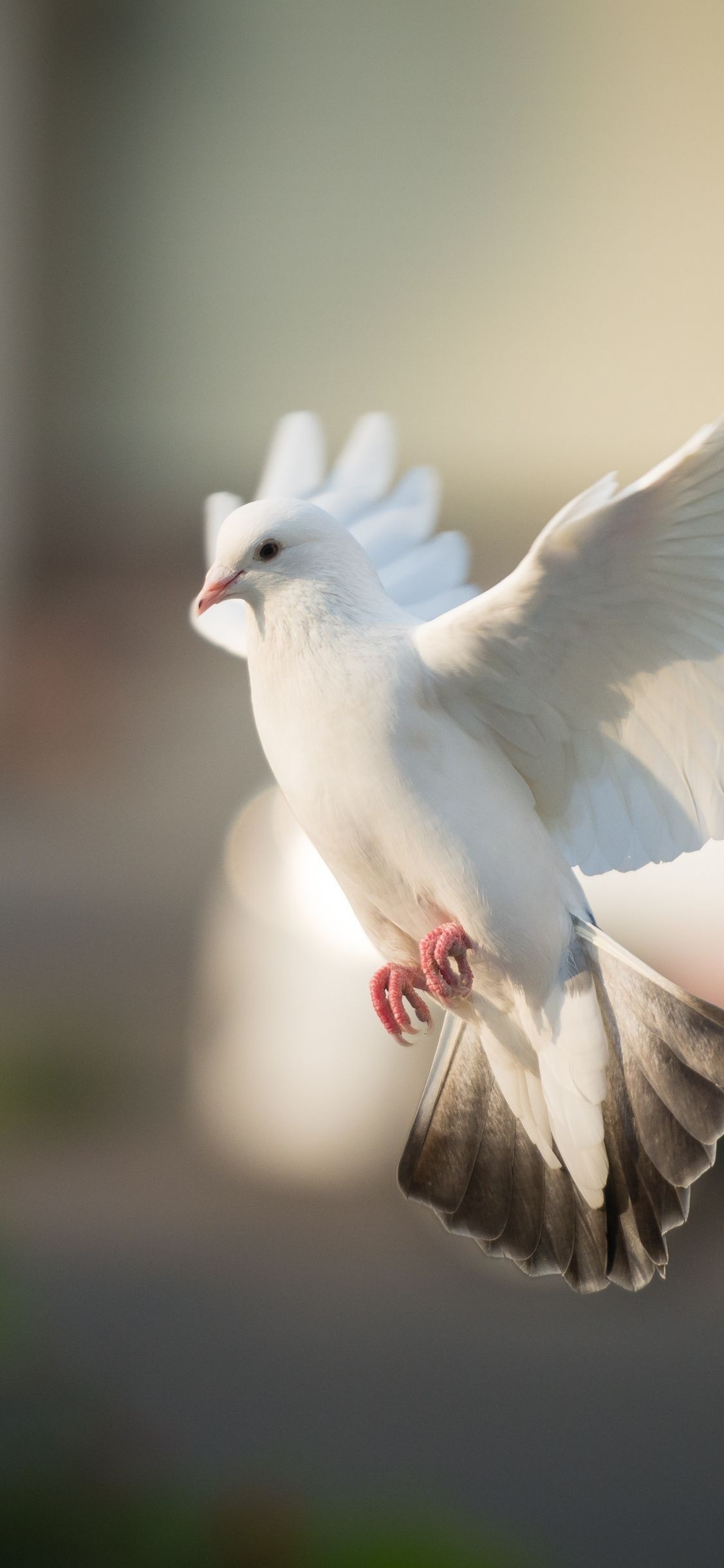 Pigeons — 1125×2436 HD wallpaper