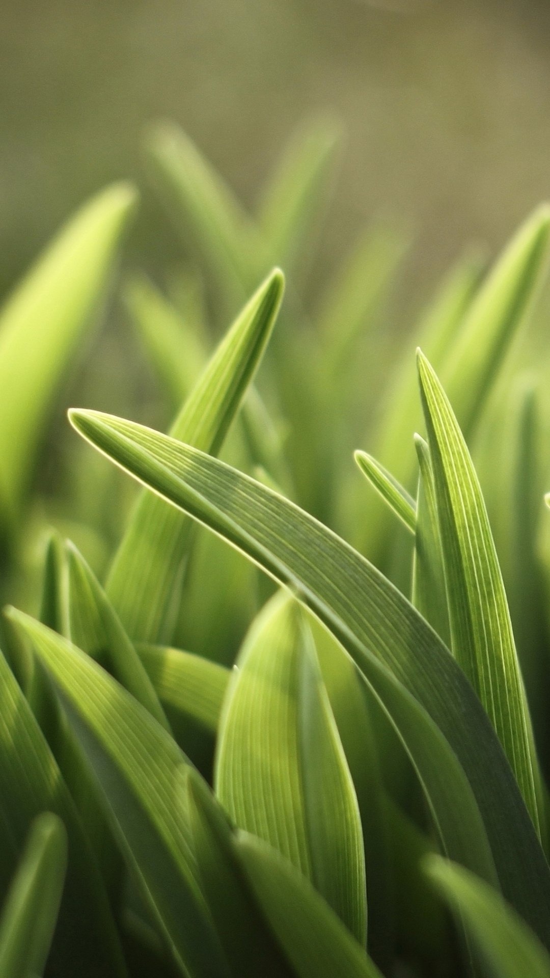 Macro grass blades, Pointed green leaves, Soft sunlit bokeh Macro grass blades, Pointed green leaves, Soft sunlit bokeh — 1080×1920 HD wallpaper