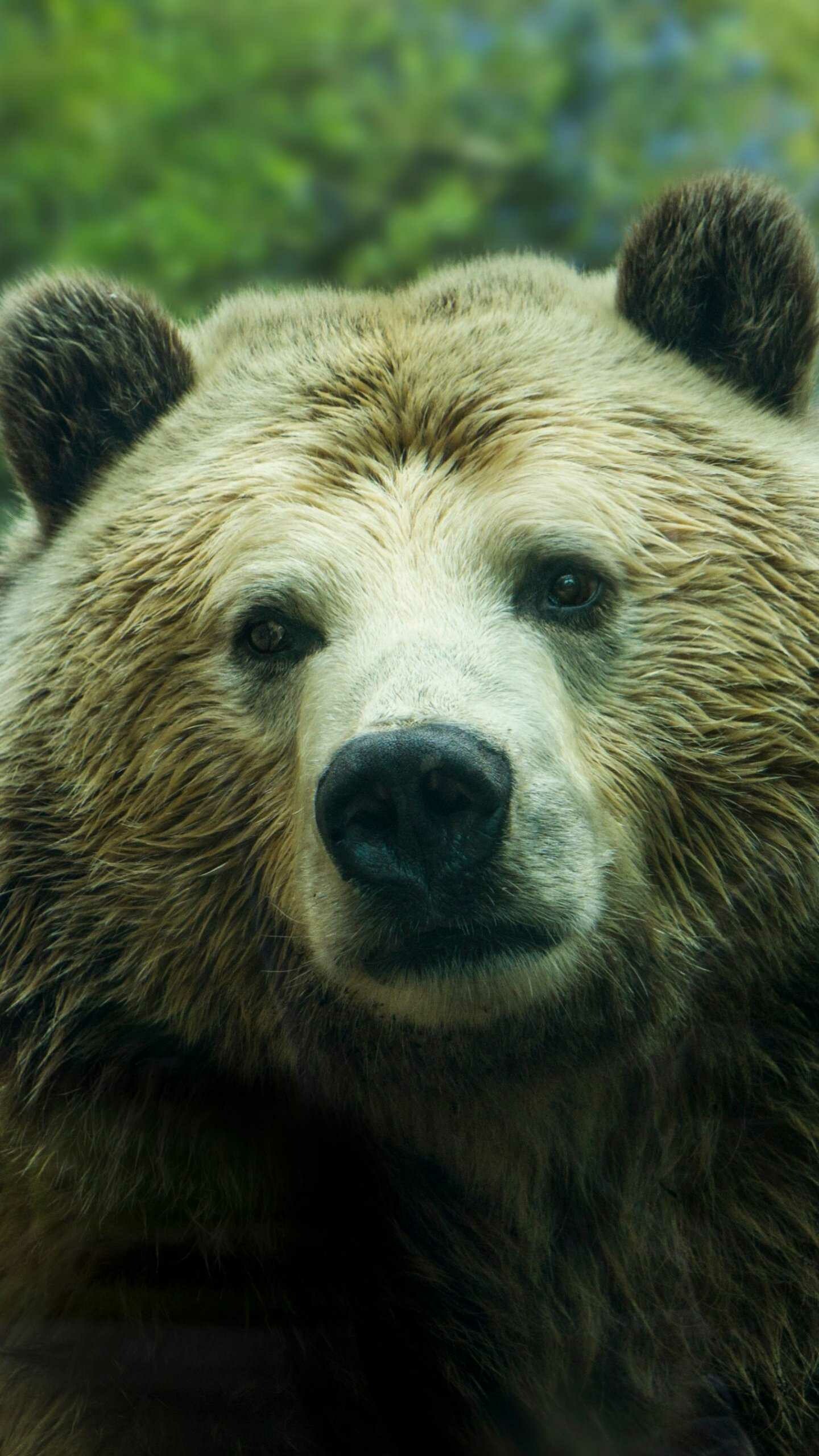 Grizzly bear close-up, Wet furry snout, Blurred green forest Grizzly bear close-up, Wet furry snout, Blurred green forest — 1440×2560 HD wallpaper
