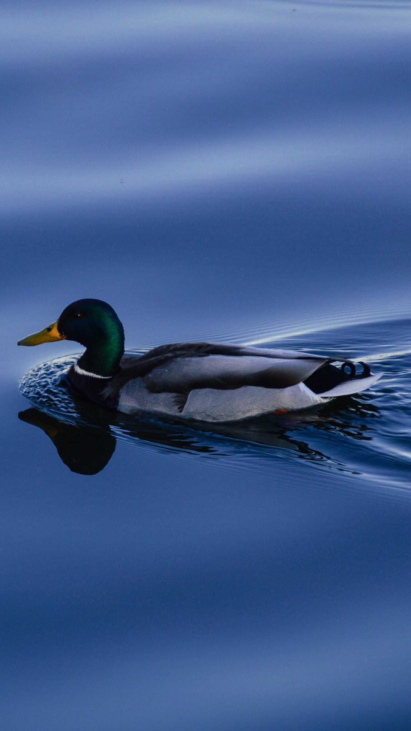 Male mallard duck, Calm blue water, Water ripples reflection Male mallard duck, Calm blue water, Water ripples reflection — 1440×2560 HD wallpaper