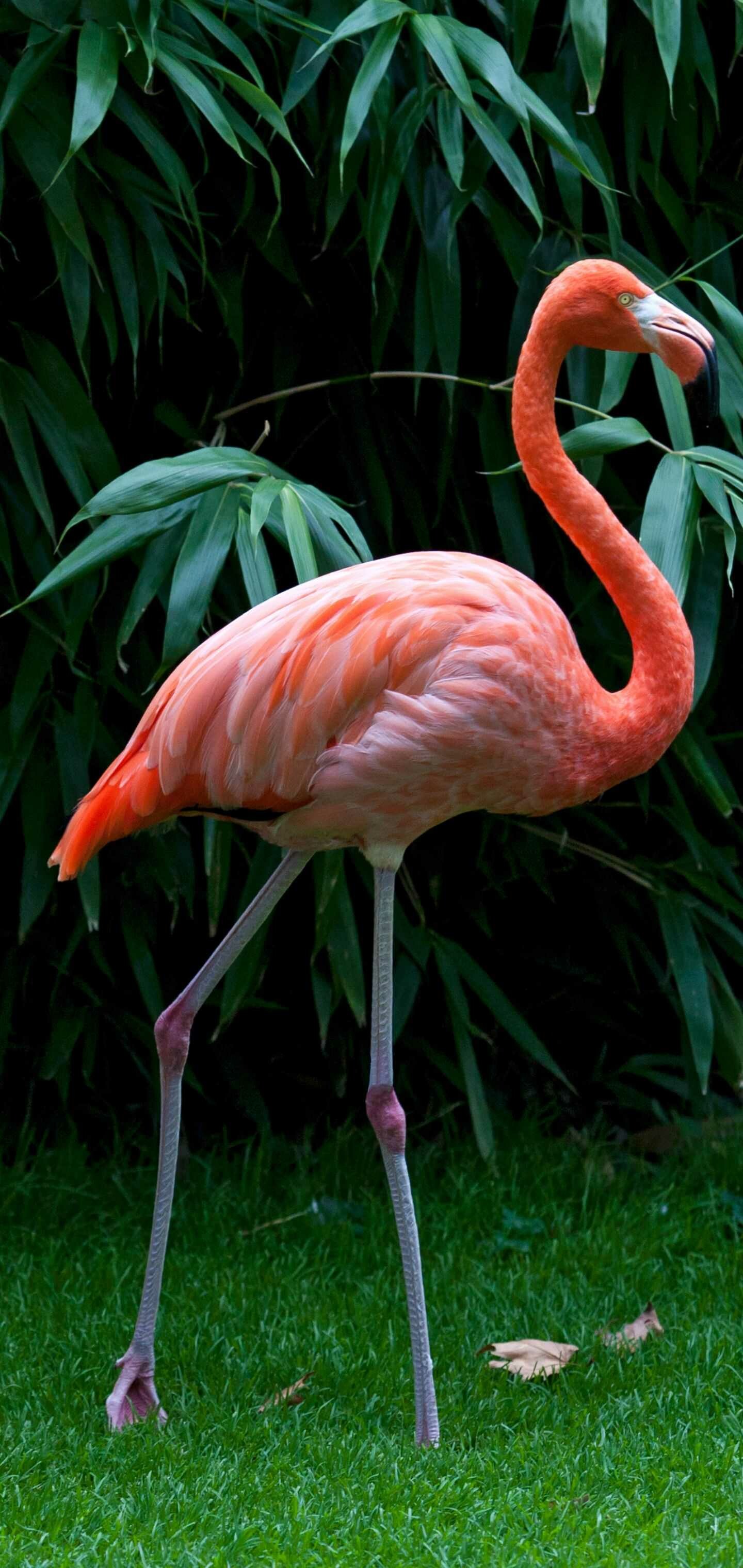 American pink flamingo, Tropical bamboo foliage, Green grass lawn American pink flamingo, Tropical bamboo foliage, Green grass lawn — 1440×3040 HD wallpaper