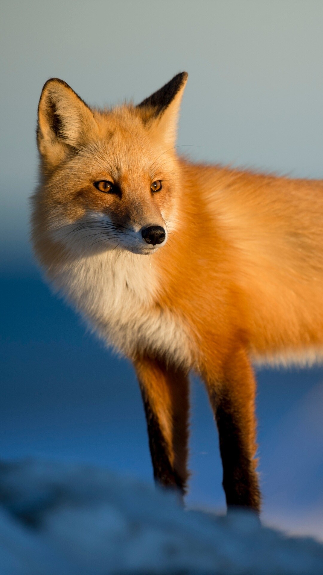 Red fox, Snowy terrain, Golden hour light Red fox, Snowy terrain, Golden hour light — 1080×1920 HD wallpaper