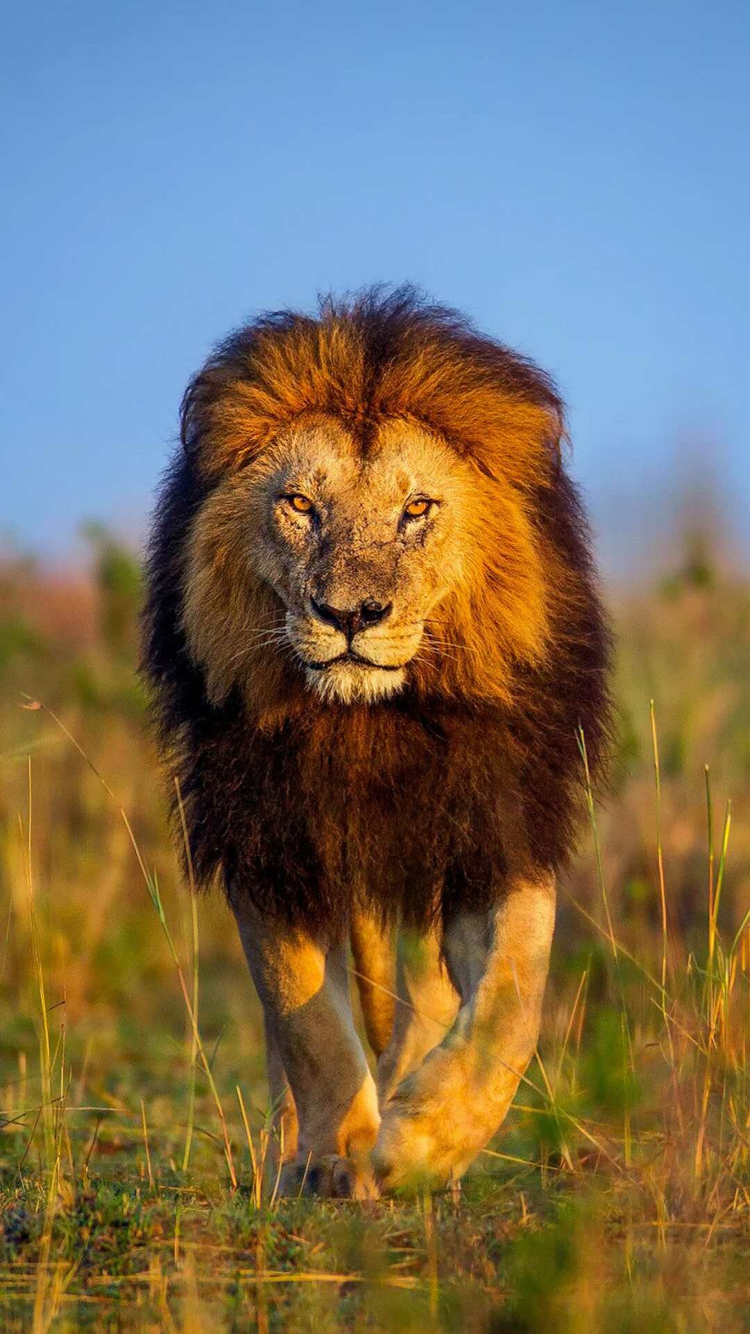 Male lion walking, Golden savanna grassland, Golden hour light Male lion walking, Golden savanna grassland, Golden hour light — 1080×1920 HD wallpaper