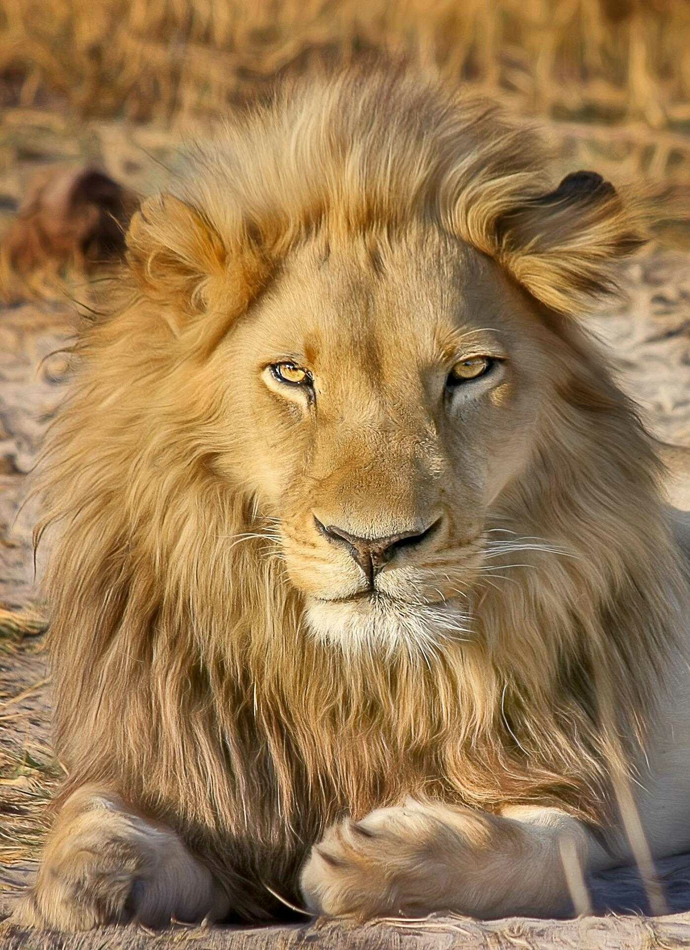 Male lion resting, Golden flowing mane, Dry grassland savanna Male lion resting, Golden flowing mane, Dry grassland savanna — 1396×1920 HD wallpaper