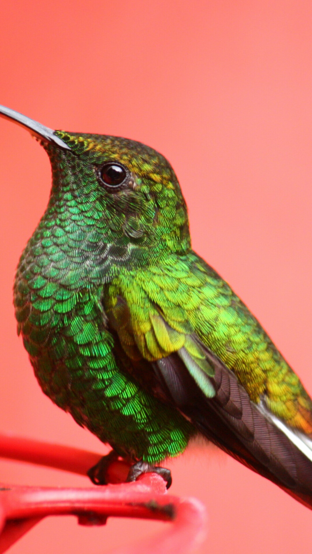 Green hummingbird closeup, Iridescent plumage, Coral pink background Green hummingbird closeup, Iridescent plumage, Coral pink background — 1080×1920 HD wallpaper