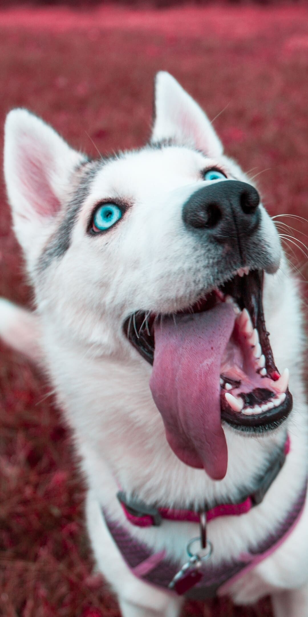 Siberian Husky, Blue eyes, Tongue out looking up Siberian Husky, Blue eyes, Tongue out looking up — 1080×2160 HD wallpaper