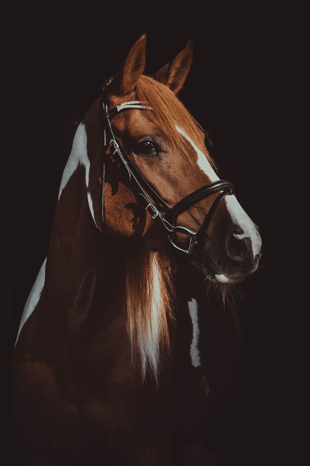 Chestnut pinto horse portrait, English bridle, Black studio backdrop Chestnut pinto horse portrait, English bridle, Black studio backdrop — 1280×1920 HD wallpaper