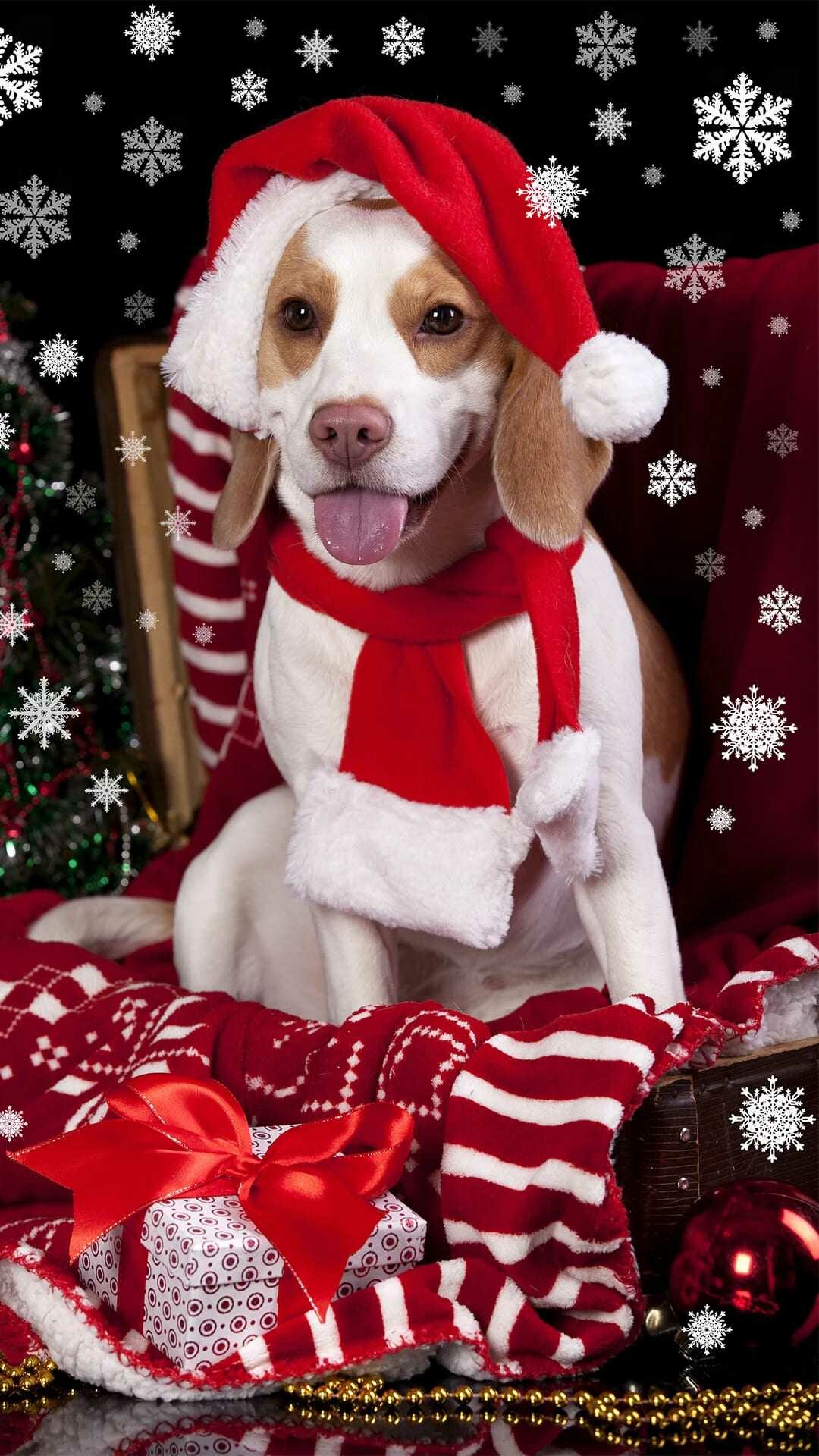 Beagle, Santa hat scarf, Christmas gifts snowflakes Beagle, Santa hat scarf, Christmas gifts snowflakes — 1080×1920 HD wallpaper