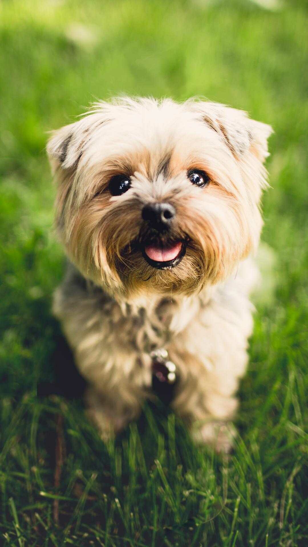 Yorkshire Terrier puppy, Green grass lawn, Silver collar tag Yorkshire Terrier puppy, Green grass lawn, Silver collar tag — 1080×1920 HD wallpaper