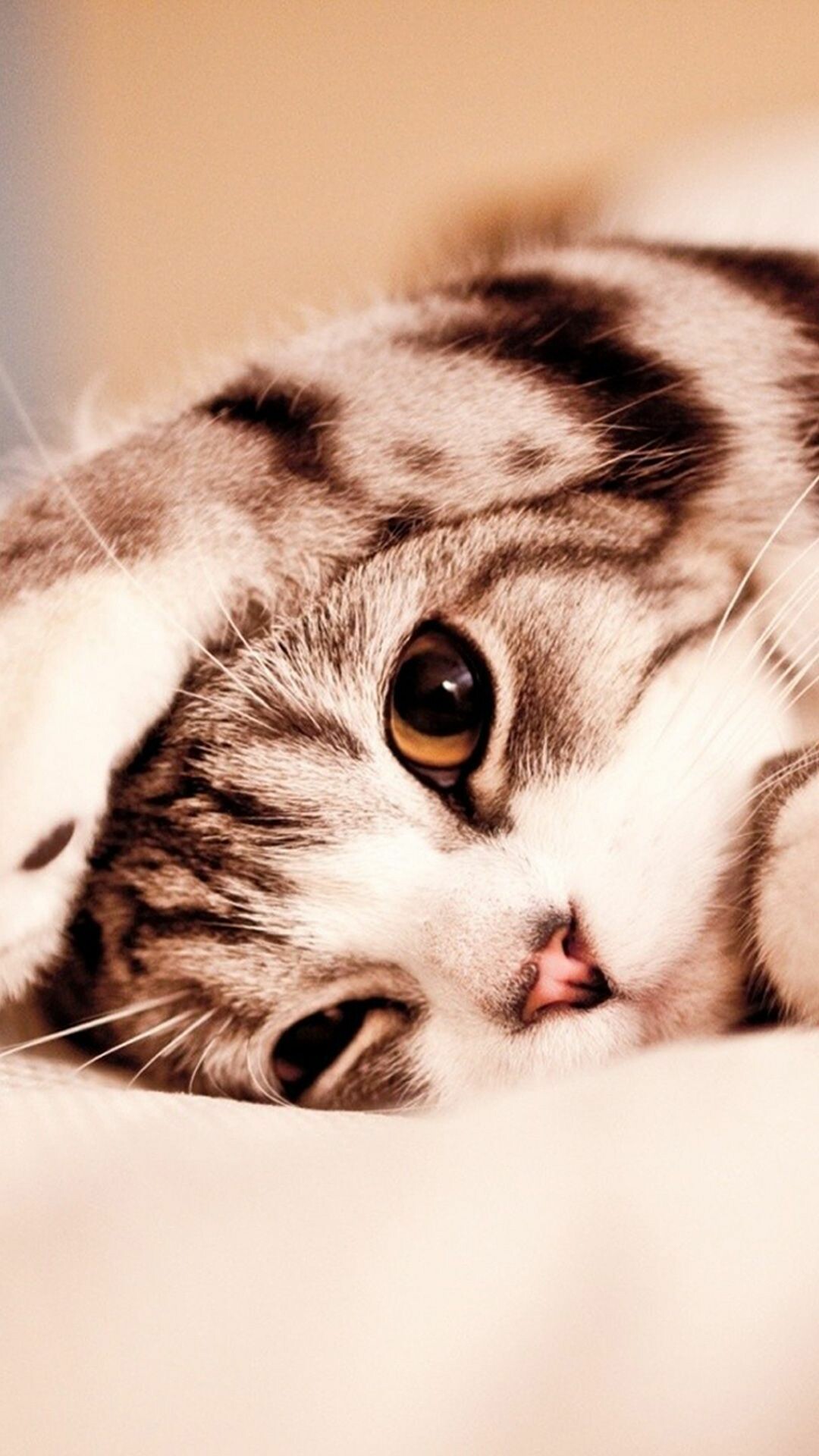Silver tabby kitten, Amber eyes reclining, Bokeh backdrop Silver tabby kitten, Amber eyes reclining, Bokeh backdrop — 1080×1920 HD wallpaper