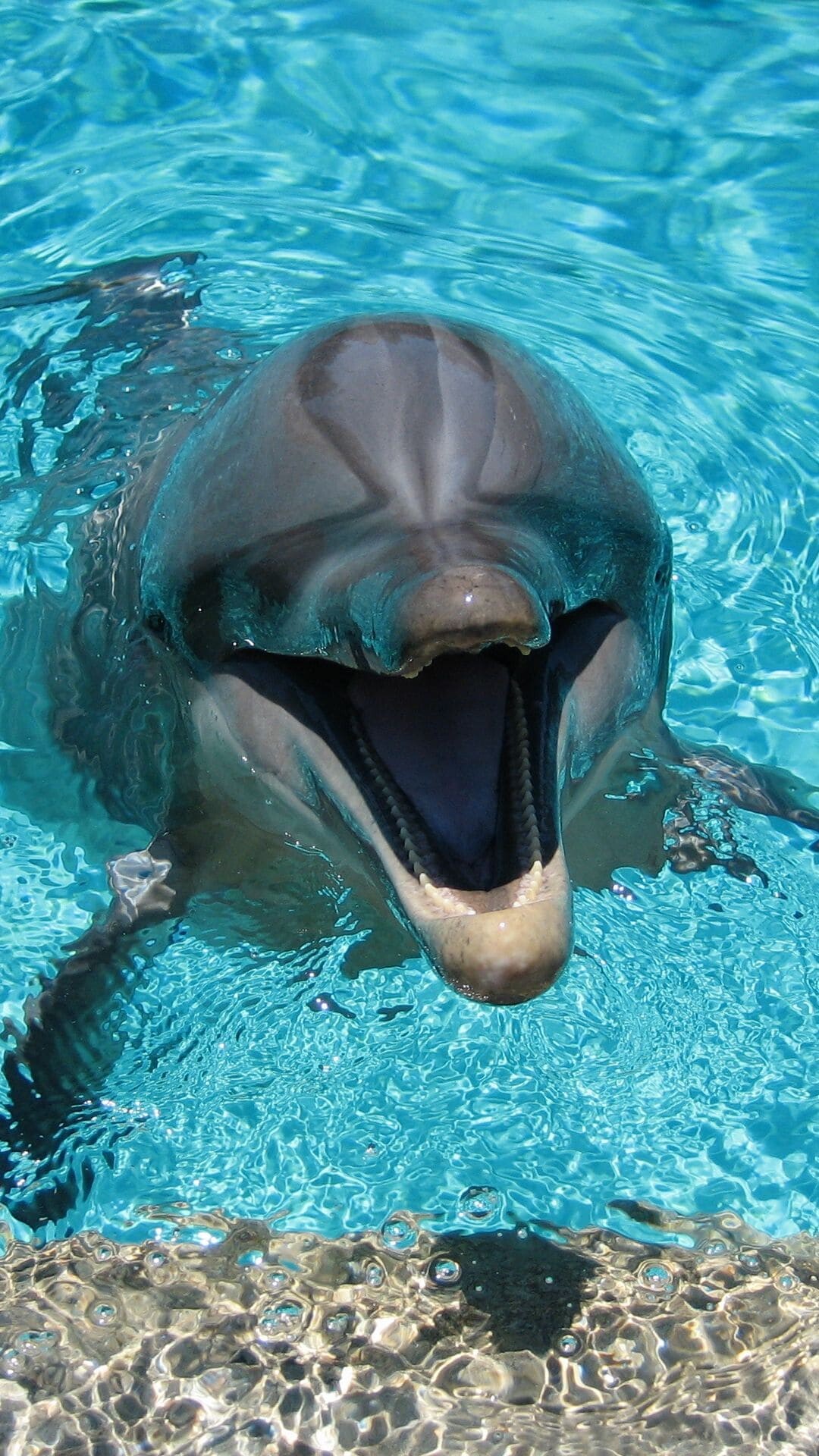 Smiling bottlenose dolphin, Open mouth surfacing, Turquoise pool water Smiling bottlenose dolphin, Open mouth surfacing, Turquoise pool water — 1080×1920 HD wallpaper