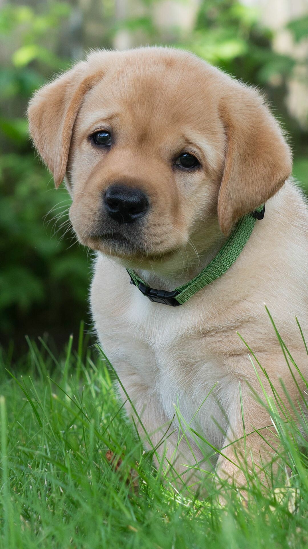 Yellow Labrador puppy, Green collar, Grassy garden — 1080×1920 HD wallpaper