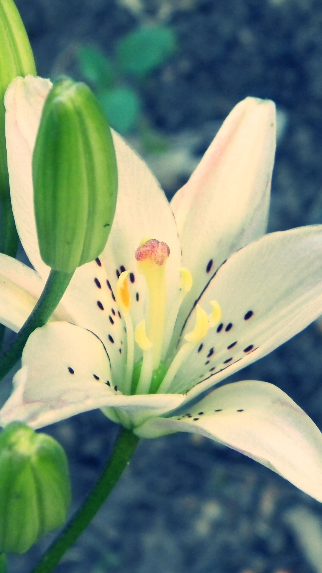 White Asiatic lily bloom, Green unopened flower buds, Yellow stamens with pollen White Asiatic lily bloom, Green unopened flower buds, Yellow stamens with pollen — 1080×1920 HD wallpaper