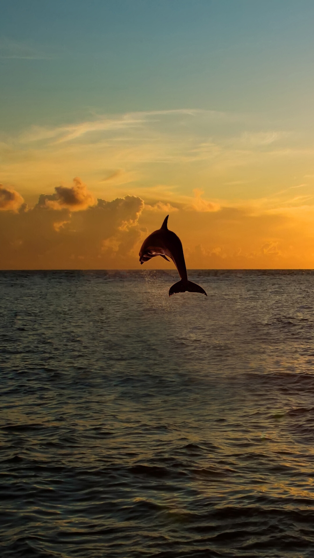 Leaping bottlenose dolphin silhouette, Sunset ocean horizon, Golden cloud sky Leaping bottlenose dolphin silhouette, Sunset ocean horizon, Golden cloud sky — 1080×1920 HD wallpaper