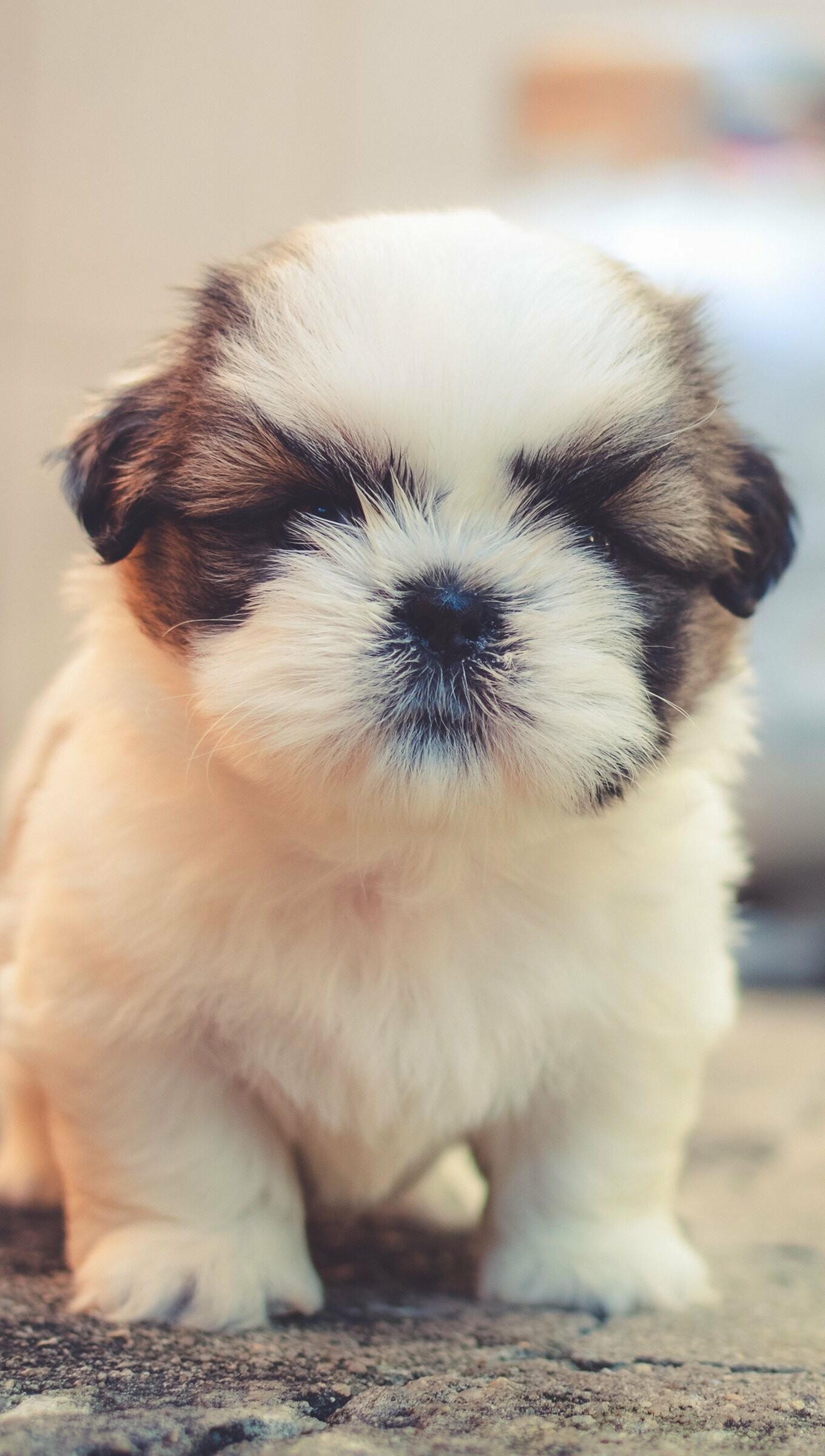 Shih Tzu, Puppies Wallpaper, HD Phone Shih Tzu, Puppies Wallpaper, HD Phone — 1360×2400 HD wallpaper