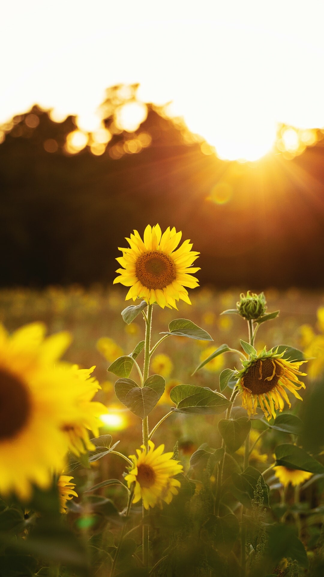 Sunflower field at sunset, Golden sun flare, Tree line silhouette Sunflower field at sunset, Golden sun flare, Tree line silhouette — 1080×1920 HD wallpaper