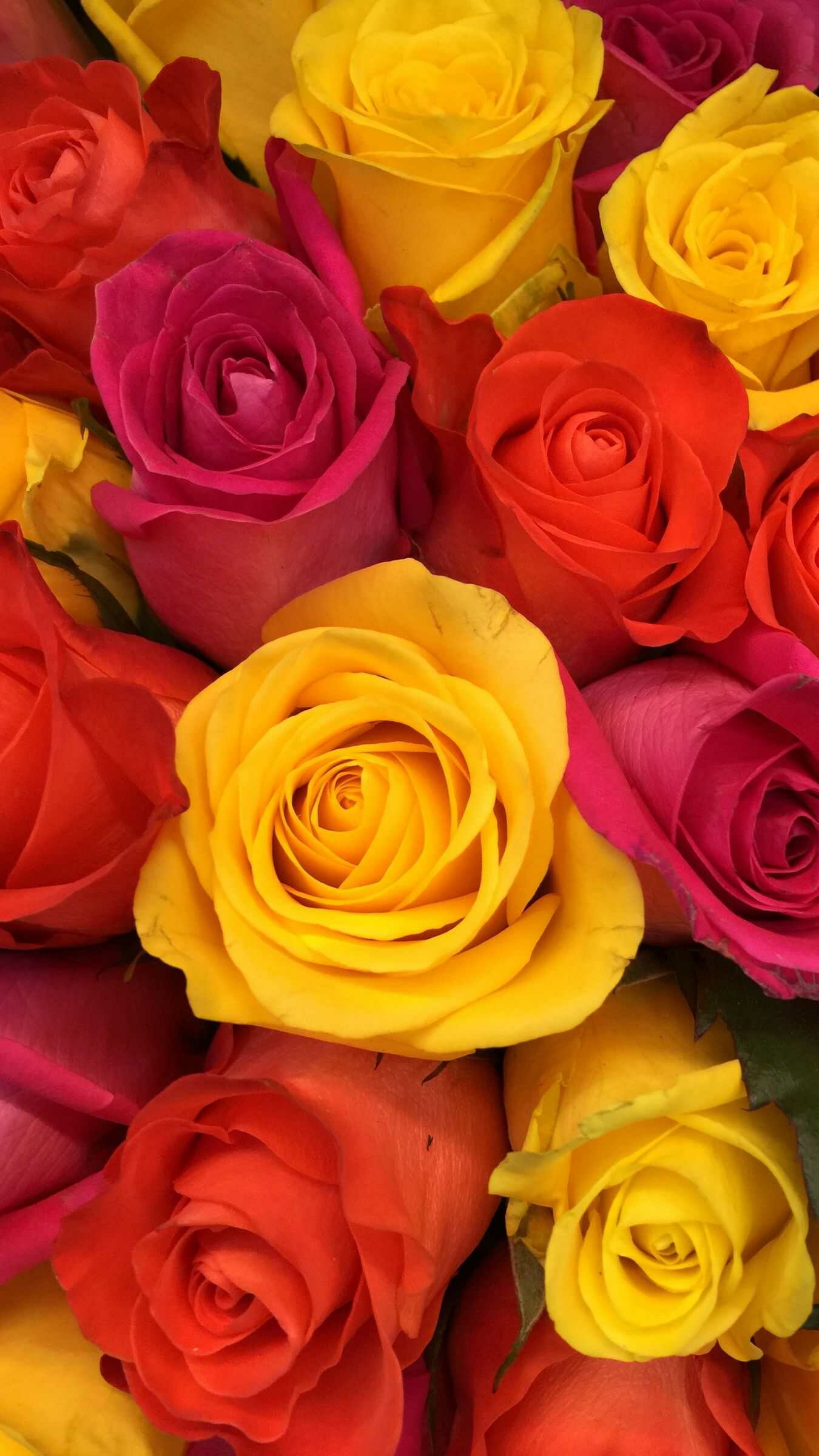 Yellow rose bloom, Orange and pink roses, Dense rose bouquet Yellow rose bloom, Orange and pink roses, Dense rose bouquet — 1350×2400 HD wallpaper