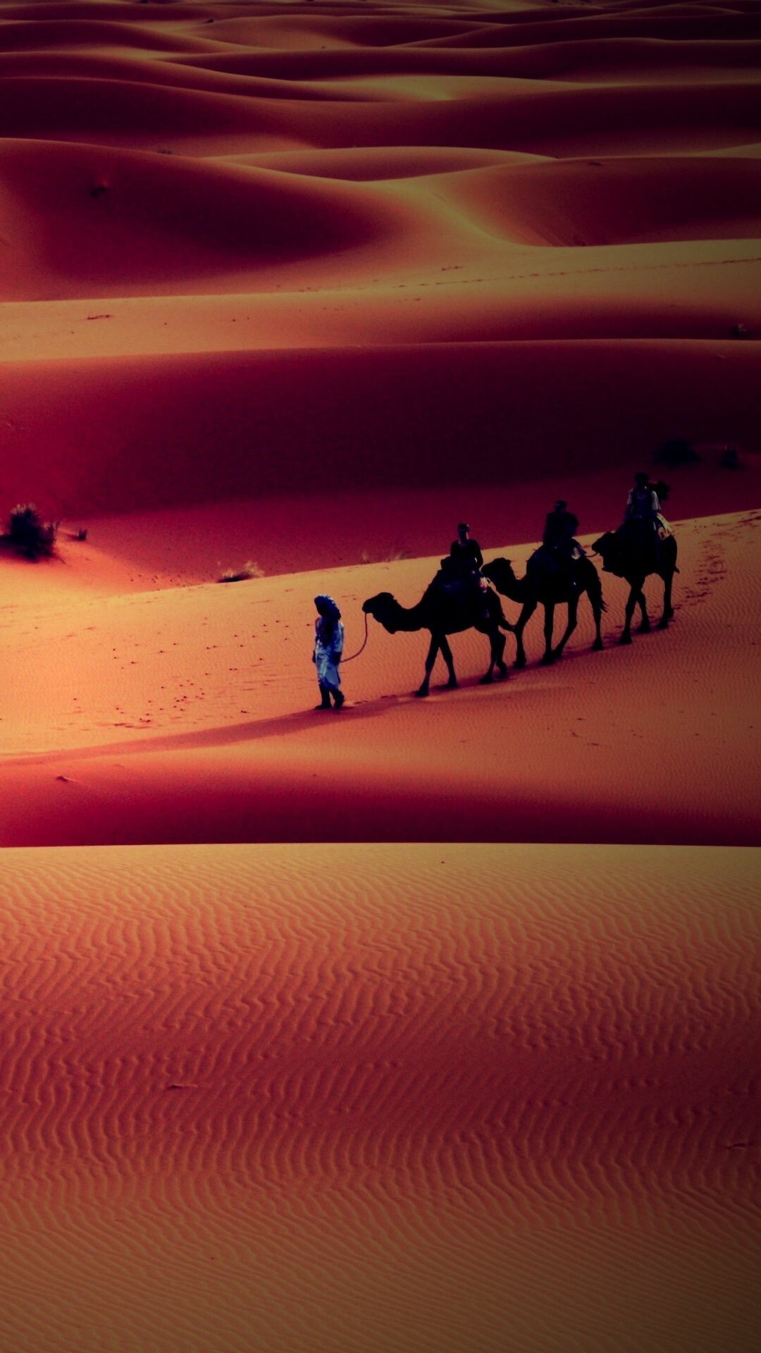 Sahara camel caravan, Berber guide blue robe, Red sand dunes sunset Sahara camel caravan, Berber guide blue robe, Red sand dunes sunset — 1080×1920 HD wallpaper