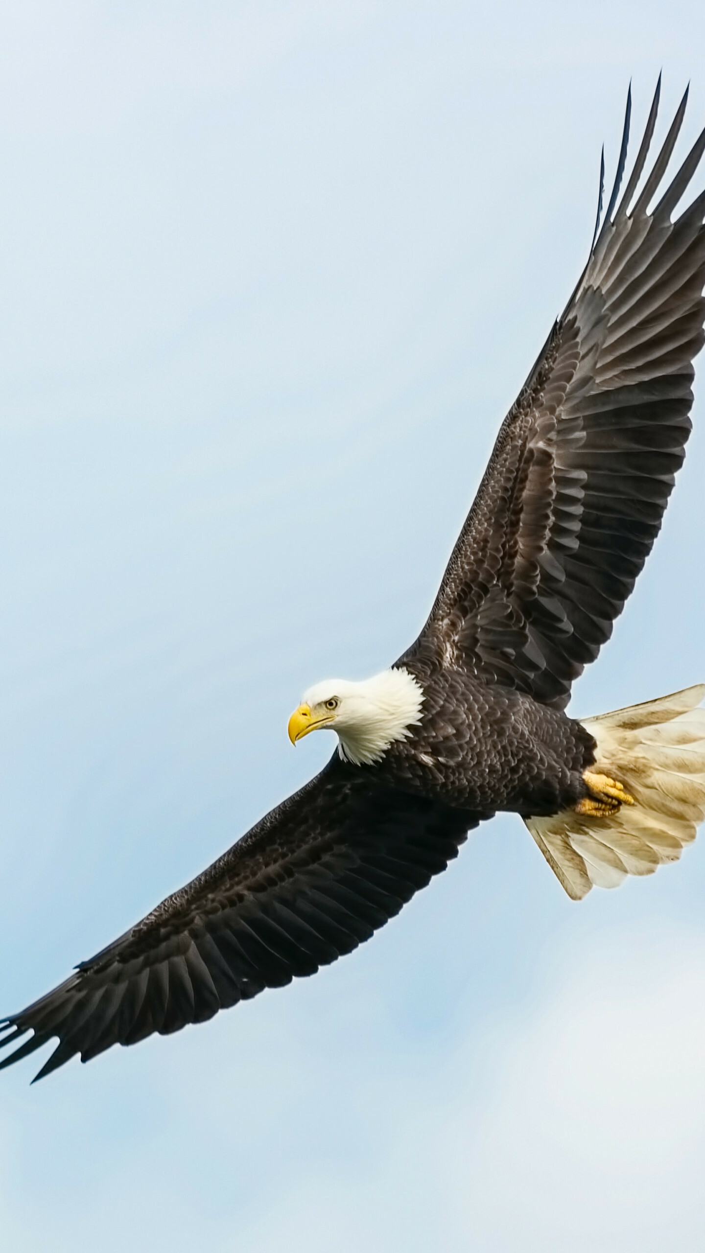 Bald eagle in flight, Spread wings soaring, Pale blue sky Bald eagle in flight, Spread wings soaring, Pale blue sky — 1440×2560 HD wallpaper