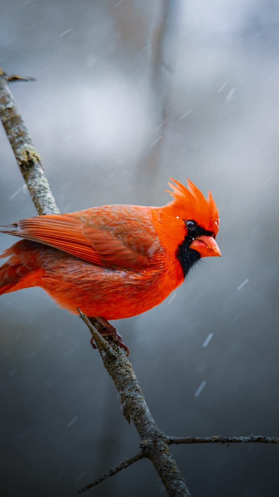 Male northern cardinal, Mossy bare branch, Falling snow Male northern cardinal, Mossy bare branch, Falling snow — 1080×1920 HD wallpaper